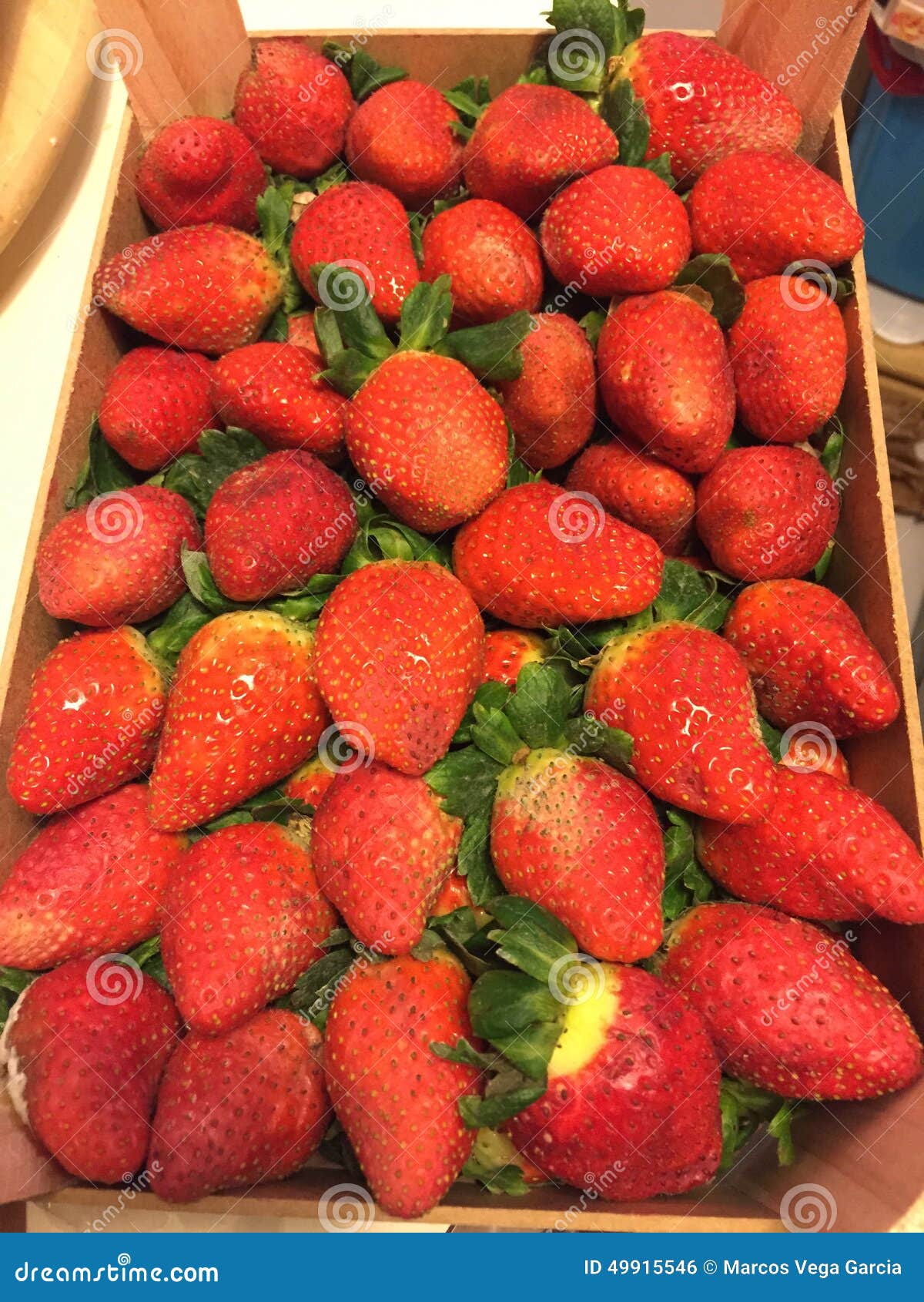 Fresh strawberries stock photo. Image of gathering, fruits - 49915546