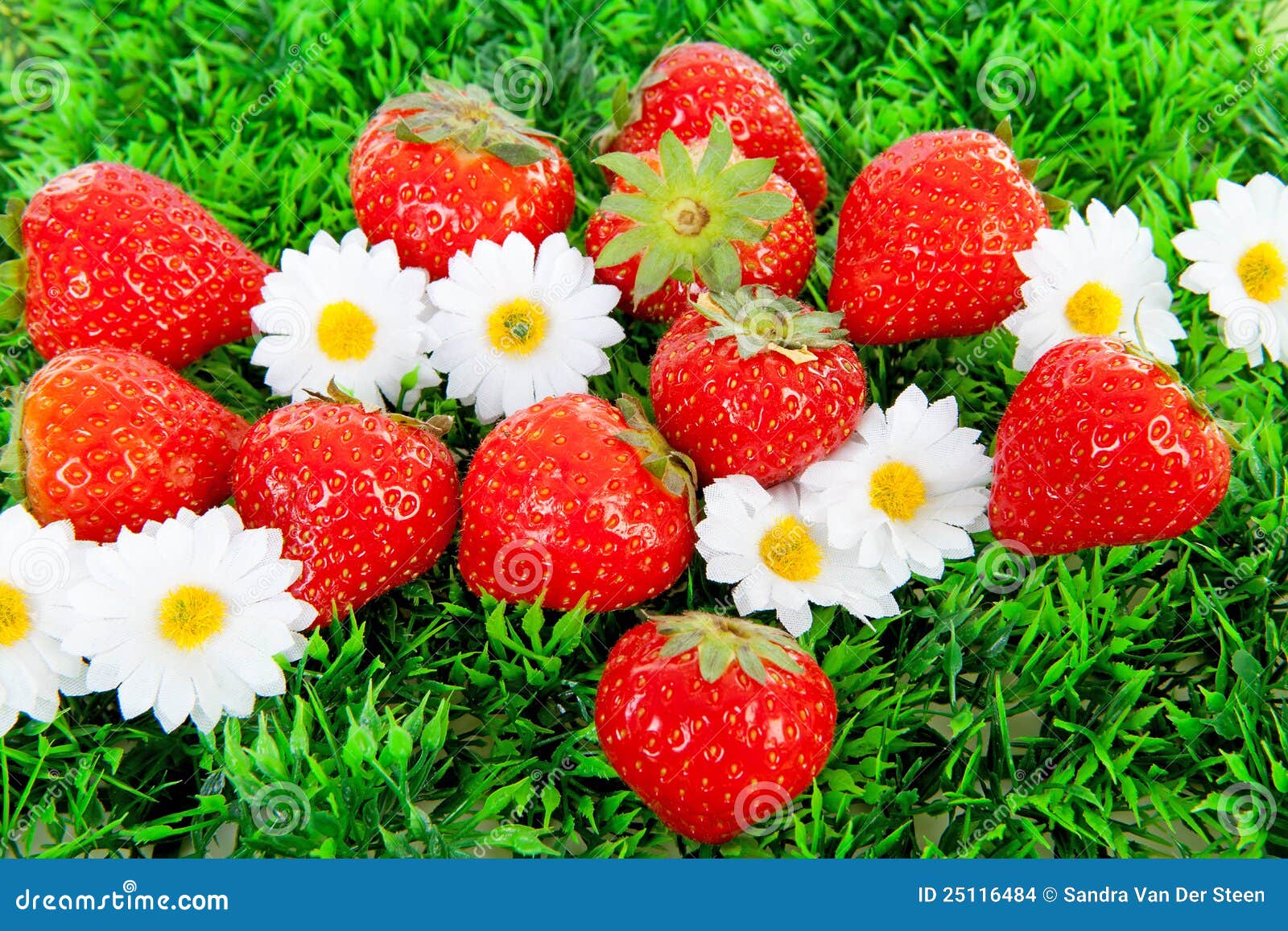 Fresh Strawberries on Grass and Flowers Stock Photo Image of