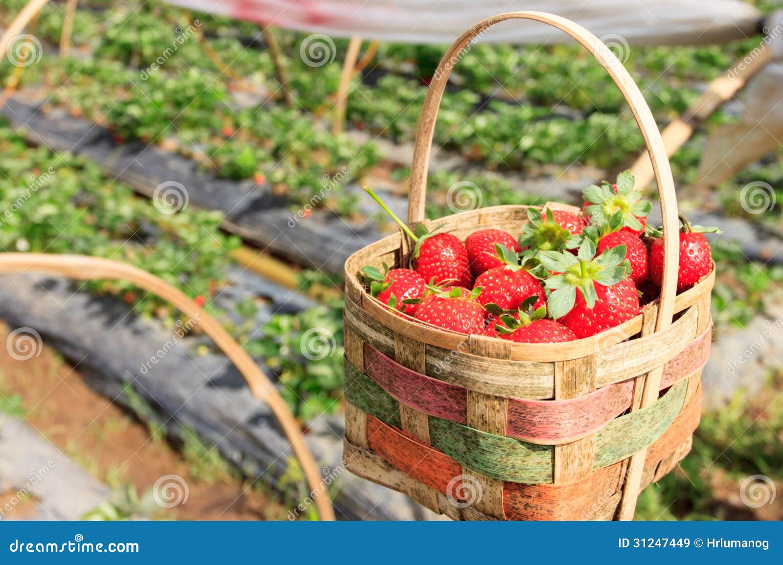 Fresh Strawberry in a Basket Stock Image Image of baguio, farm 31247449