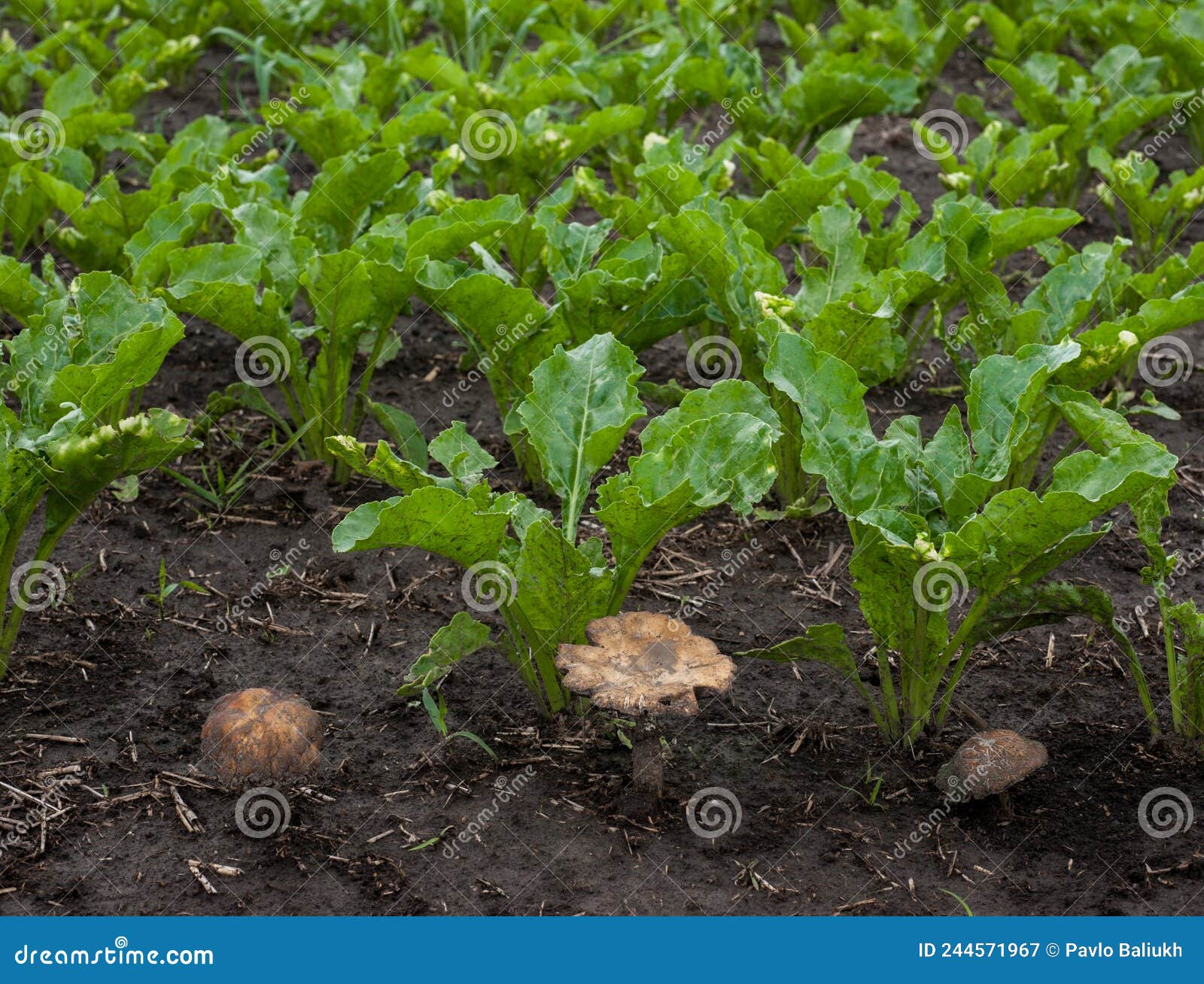 beet leaves in spring and mushrooms fungal, fungicides