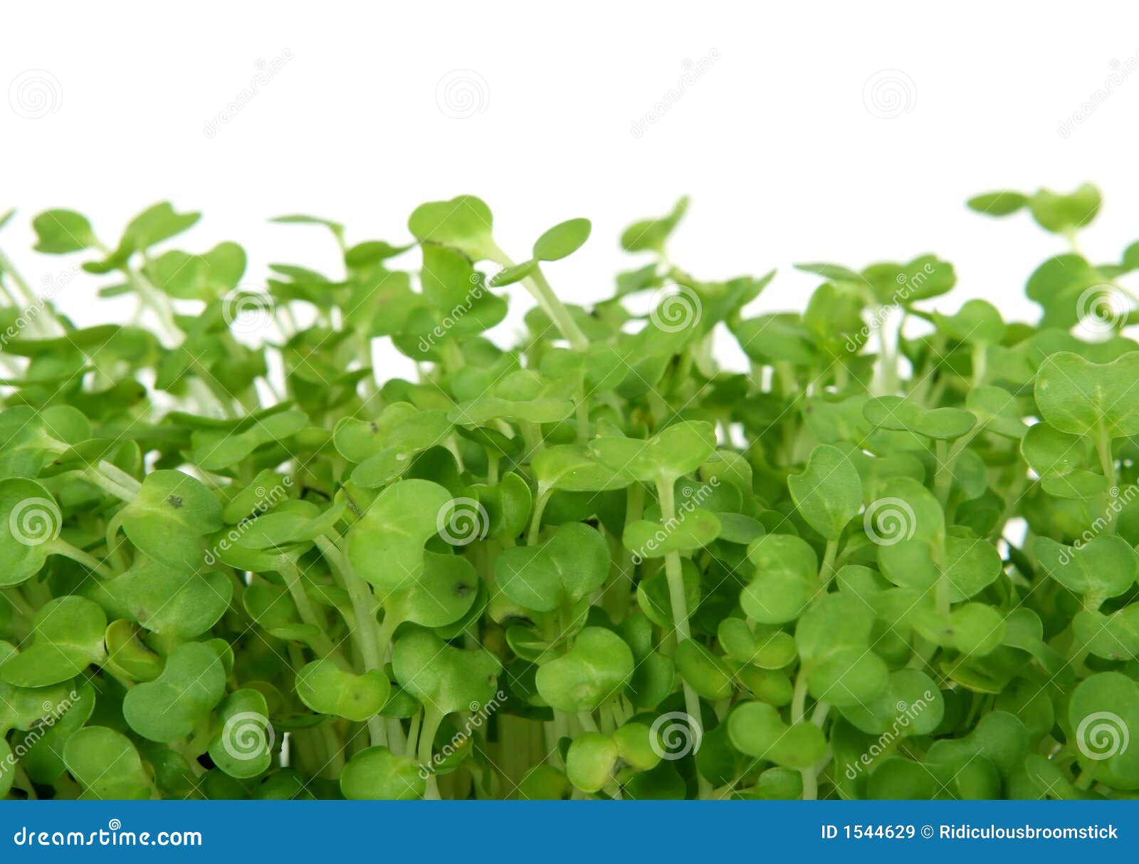 Fresh Summer Cress Healthy Salad Garnish Food Stock Image Fresh Summer Cress Healthy Salad Garnish Food Stock Image