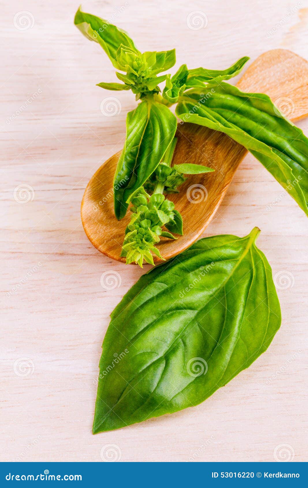 Fresh Sweet Basil stock photo. Image of health, ingredient 53016220