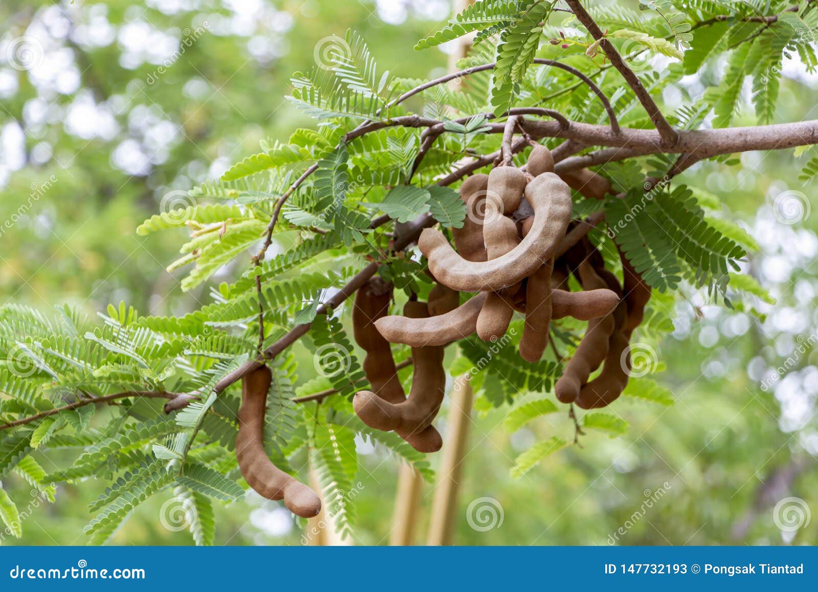 Fresh Tamarind Fruit And Leaf On Tree In Tropical Tramarind Used As A Flavoring In Asian Cooking Stock Image Image Of Healthy Group