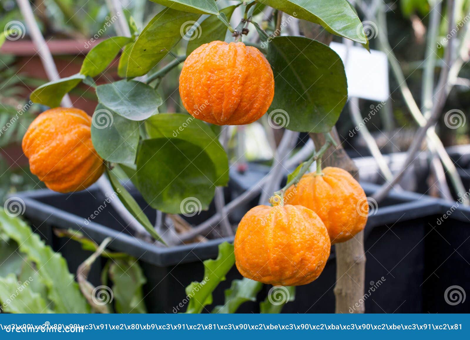 Fresh Tangerine Growing on a Tree. Stock Image Image of closeup
