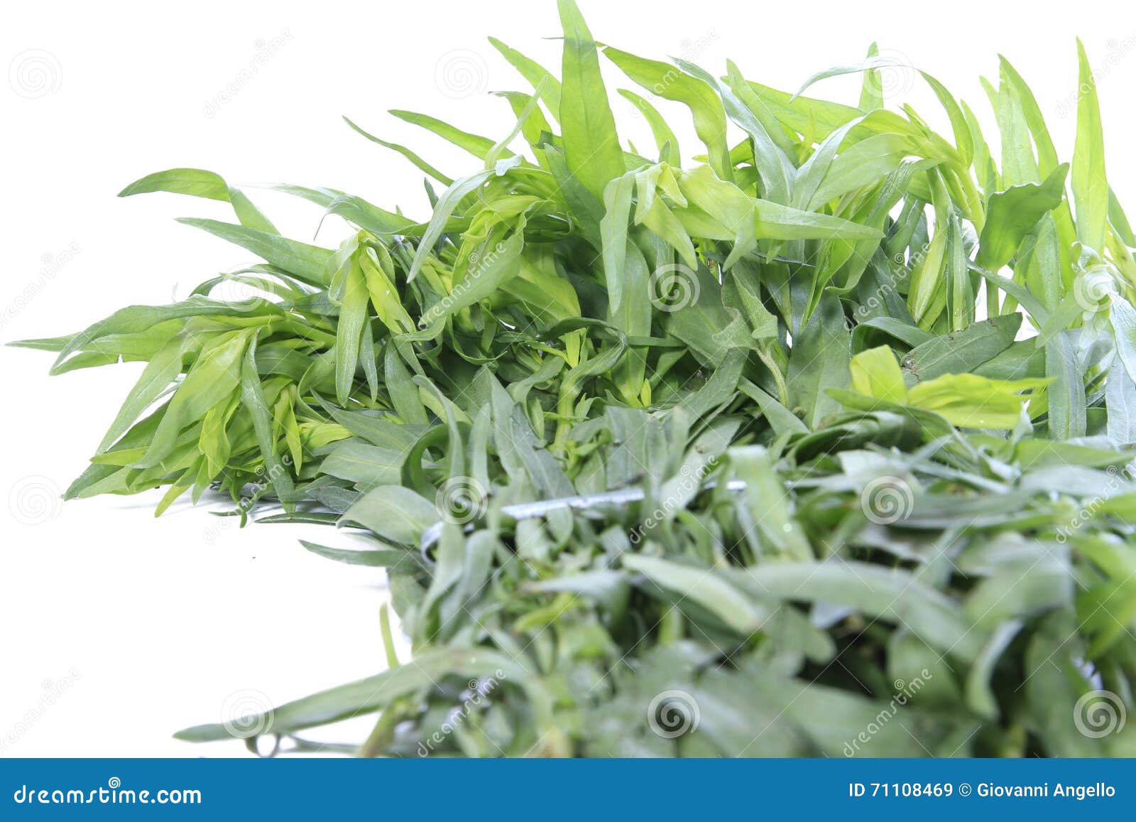 Fresh tarragon herb stock image. Image of aroma, food 71108469