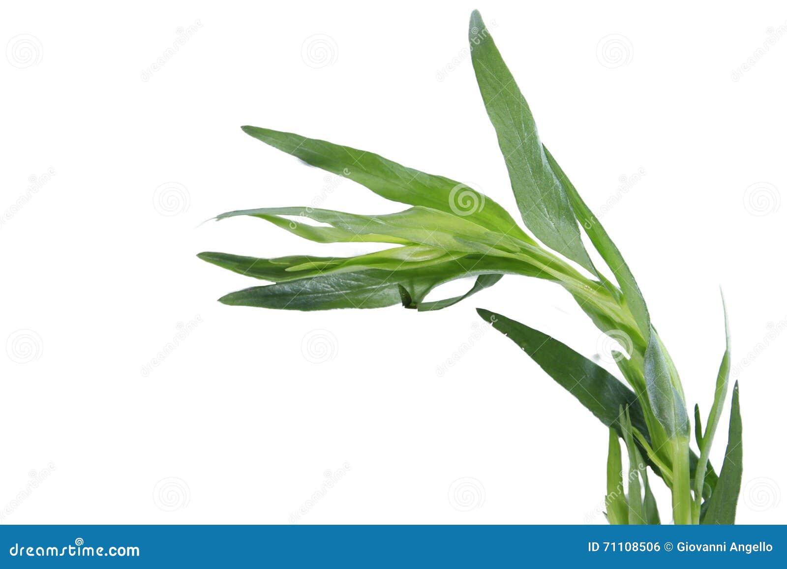 Fresh tarragon herb stock photo. Image of dragon, background 71108506