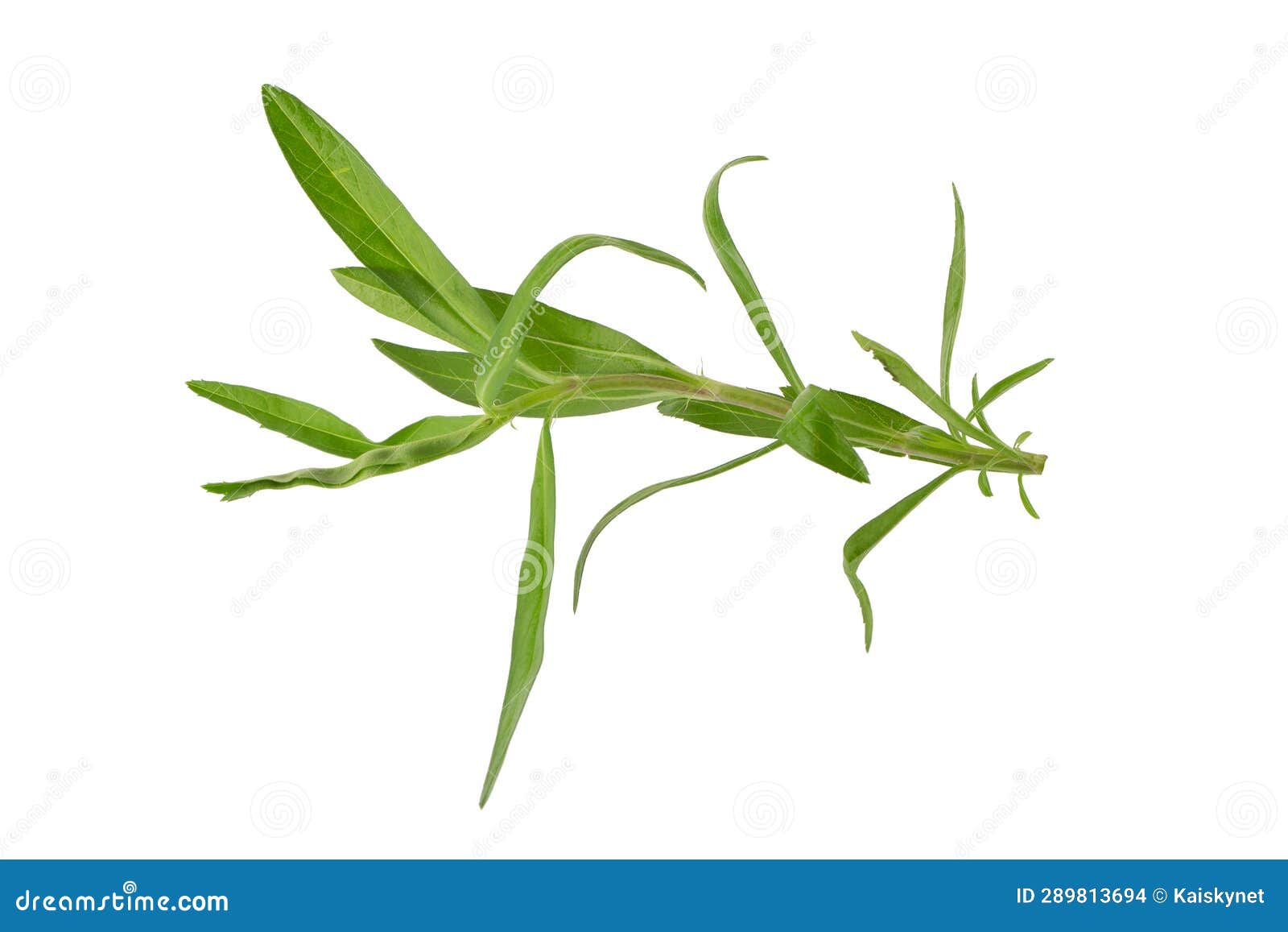 Fresh Tarragon Herbs, Tarragon Herbs Close Up Isolated on White