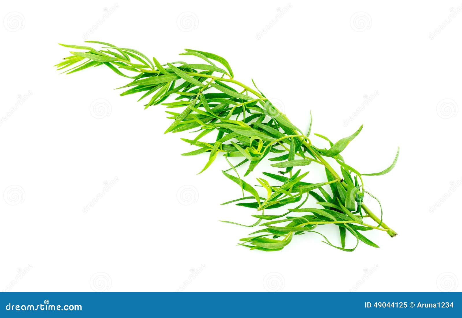 Fresh tarragon isolated stock image. Image of ingredient 49044125