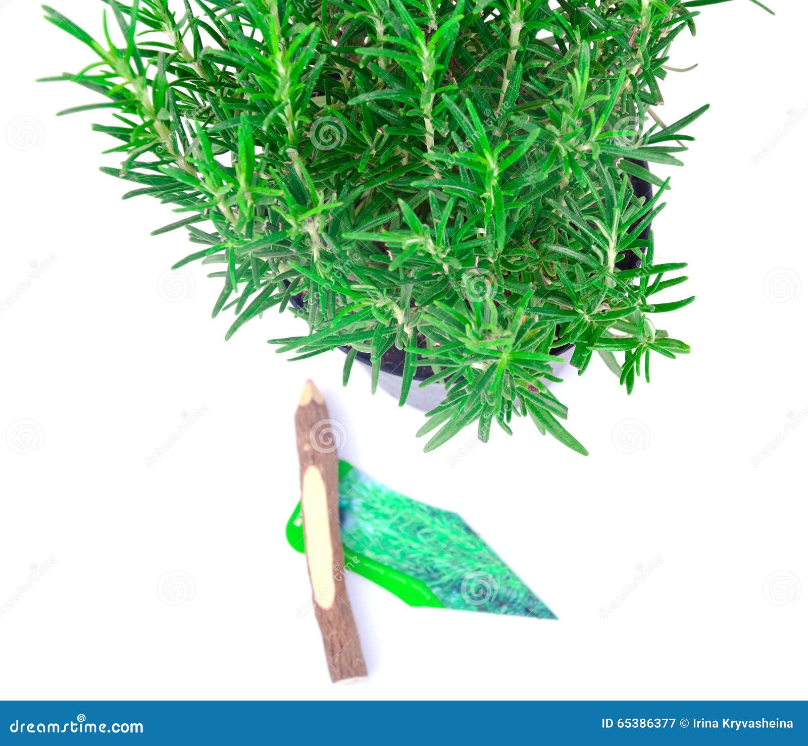 Fresh Tarragon Spice Isolated on White Stock Image Image of herb, isolated 65386377