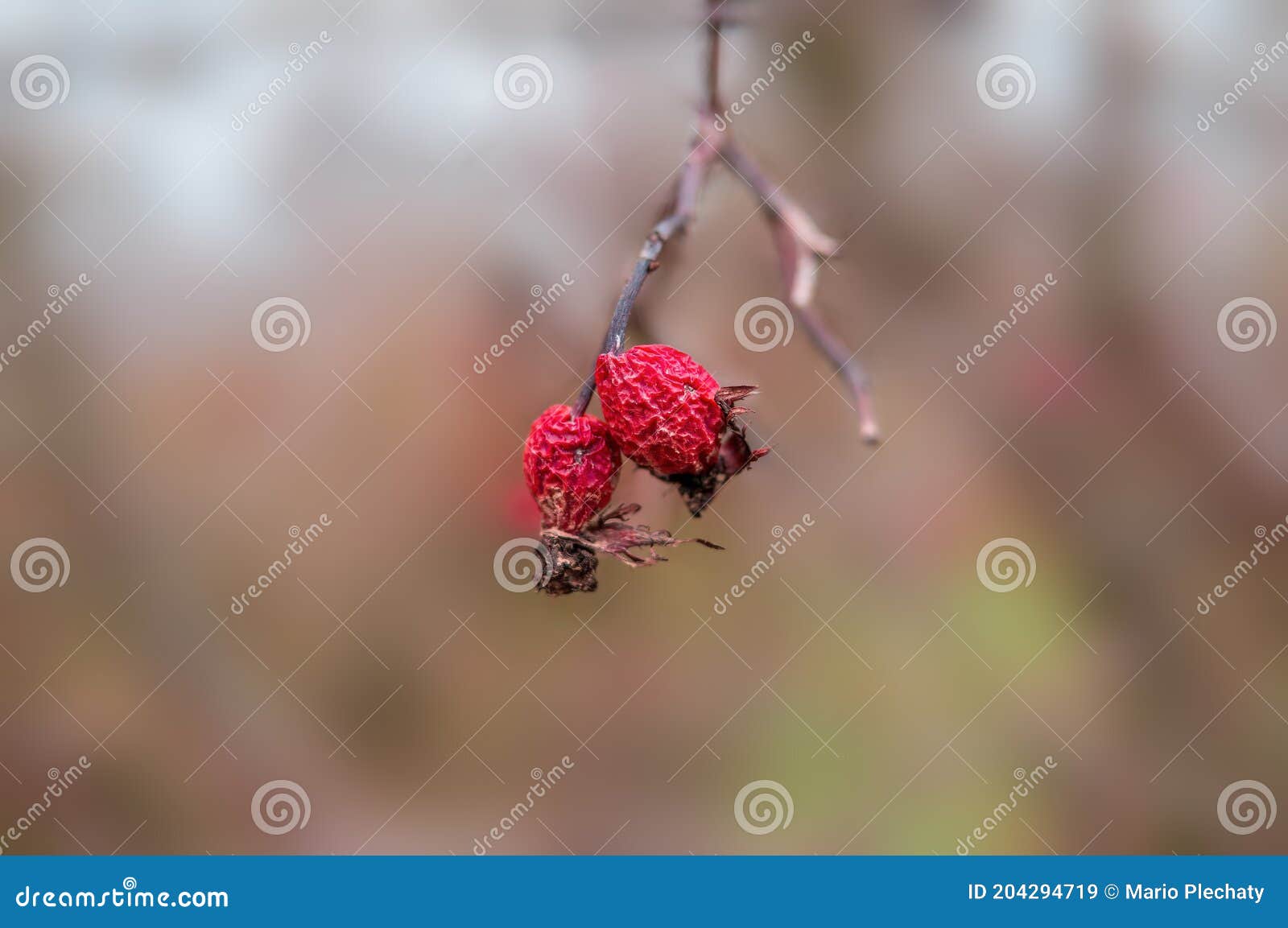 A Fresh Tasty Berry Fruit at a Bush in Autumn Stock Image Image of