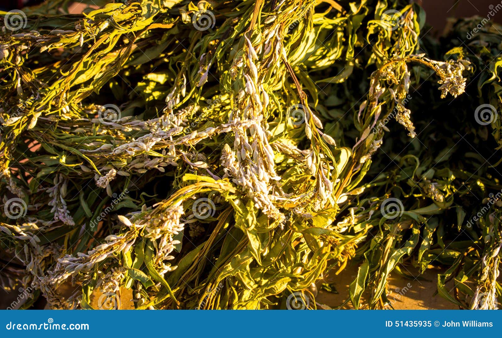 Fresh Tea Herbs stock image. Image of green, fresh, health 51435935