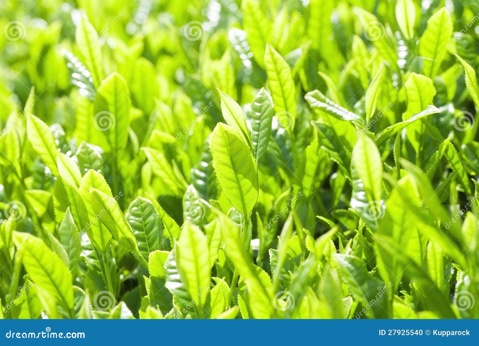 Fresh tea leaves stock photo. Image of plantation, asia 27925540