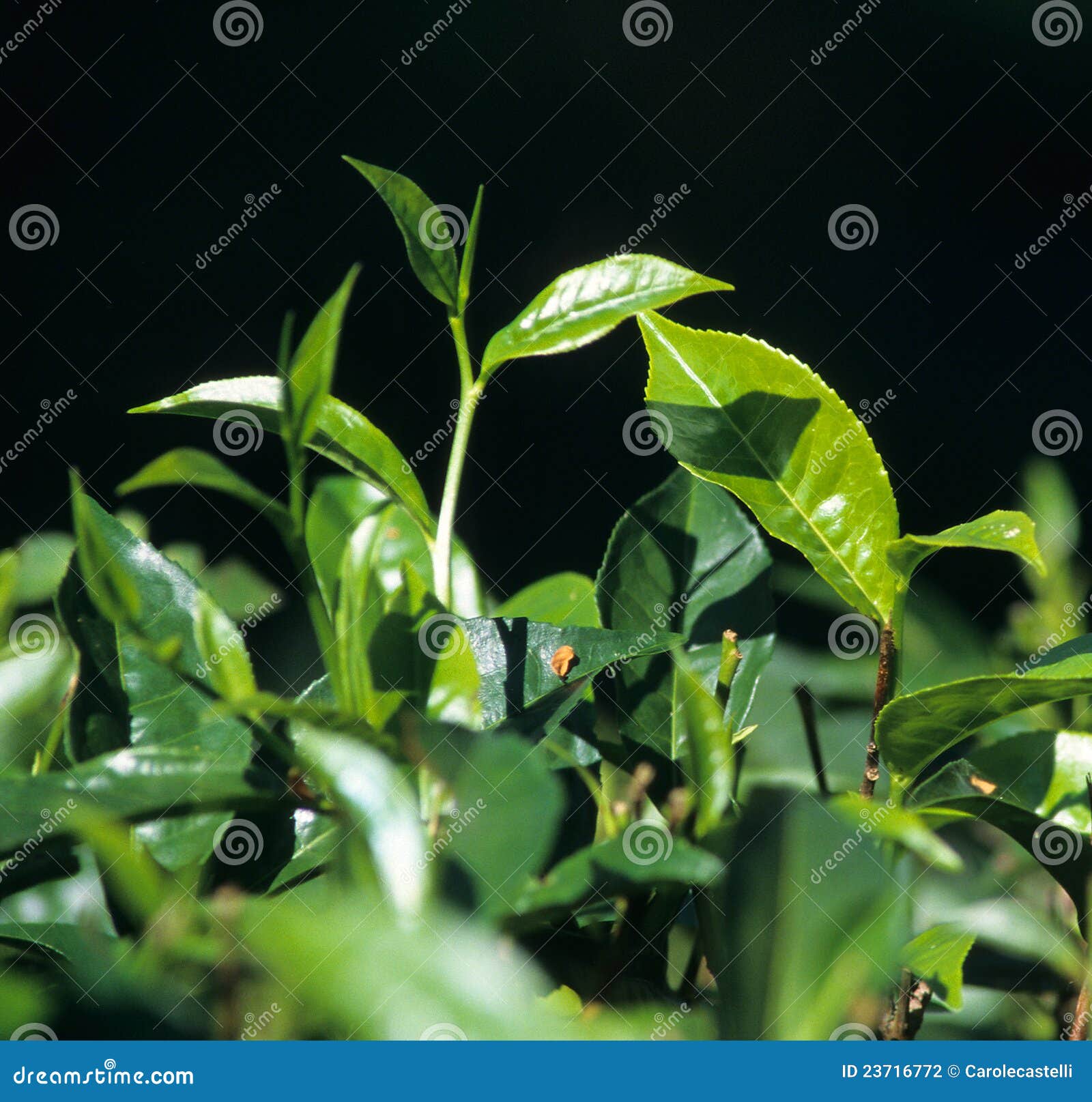 Fresh Tea Leaves Growing, Kandy Stock Photo Image of growth, ceylon