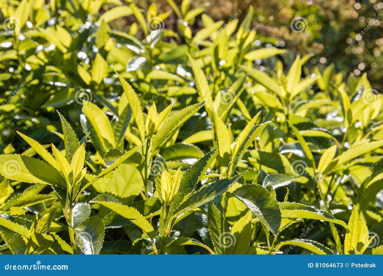 Fresh Tea Leaves Growing on Tea Plantation Stock Image Image of