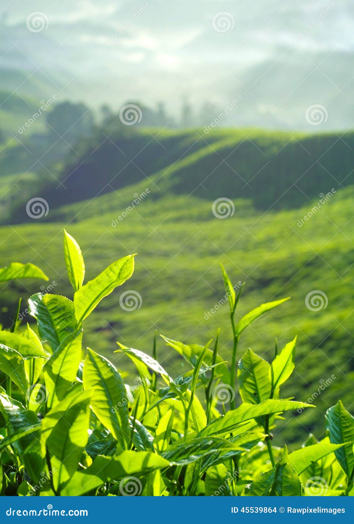 Fresh Tea Leaves at Plantation in Malaysia Stock Photo Image of