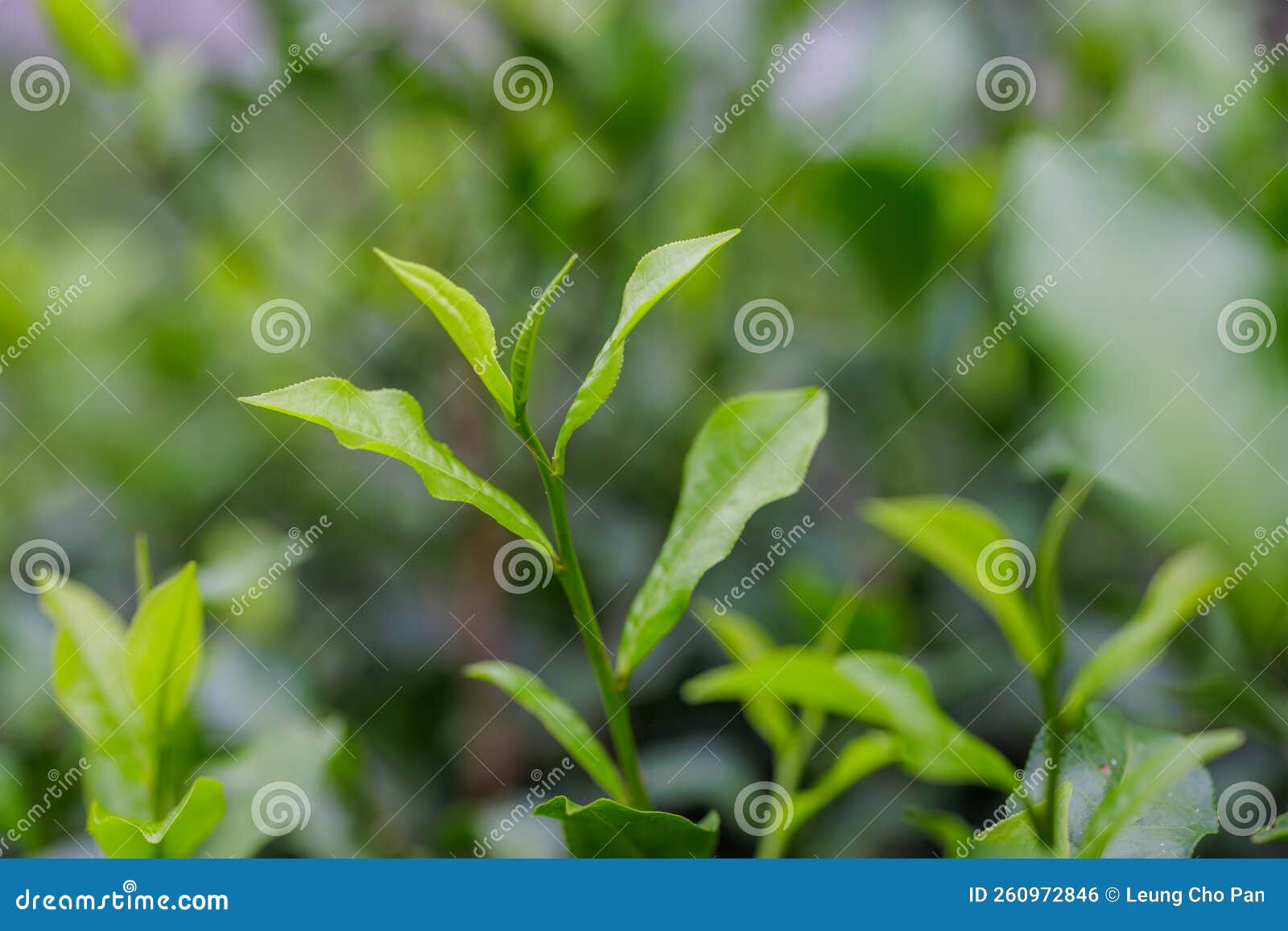 Fresh Tea Leaves on the Tea Tree in Field Stock Photo Image of leaves