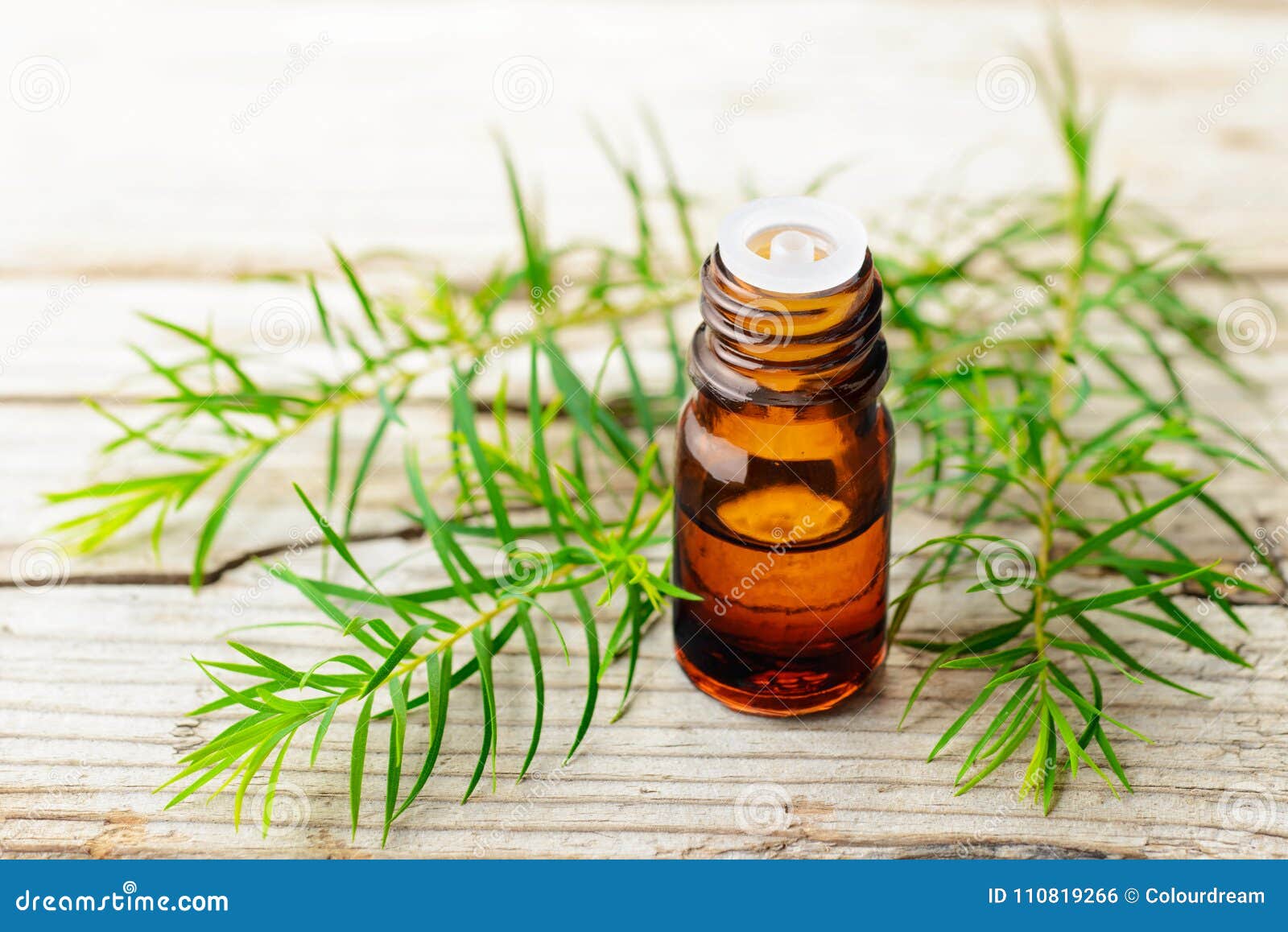 fresh tea tree twig and essential oil on the wooden board