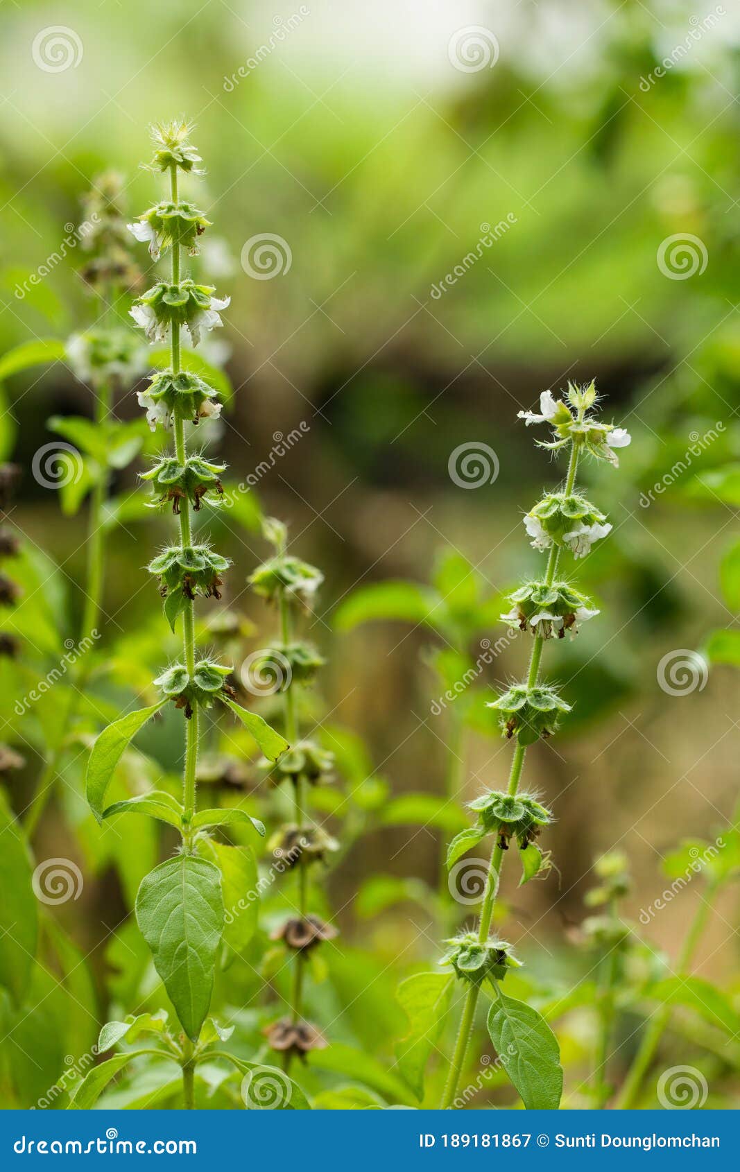 Fresh Thai Basil Flowers,Holy Basil Leaves Stock Image Image of fresh