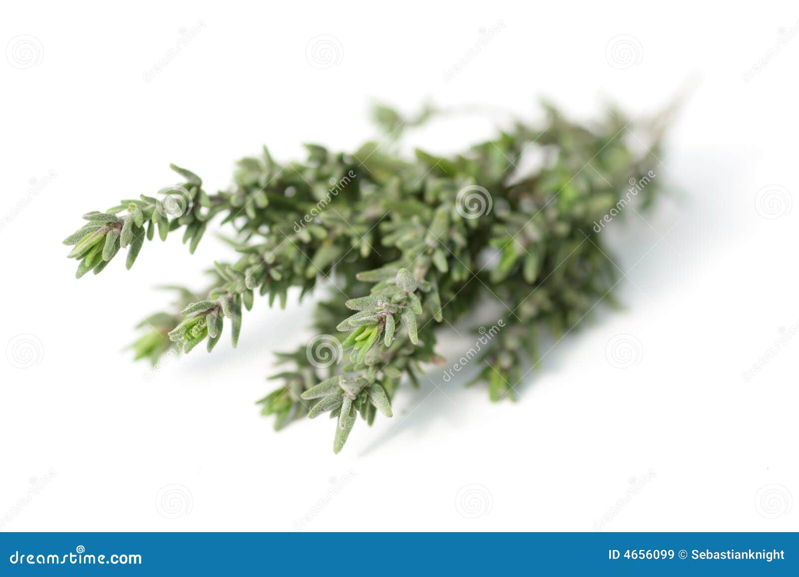 spring of fresh thyme spring of fresh thyme