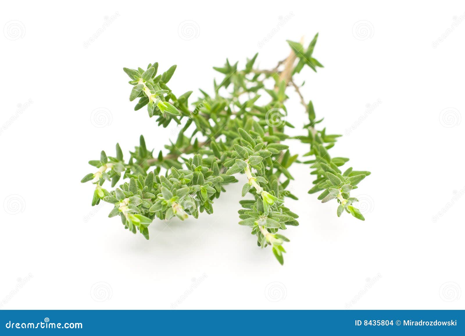 Fresh thyme stock photo. Image of picked, delicious, ingredient 8435804