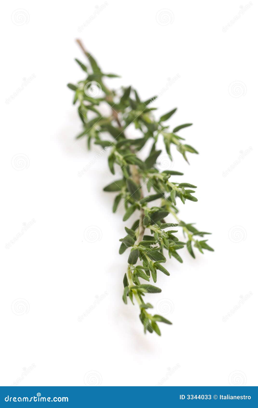 Fresh Thyme Herb Plant Close Up, Aromatic Perennial Evergreen Spice