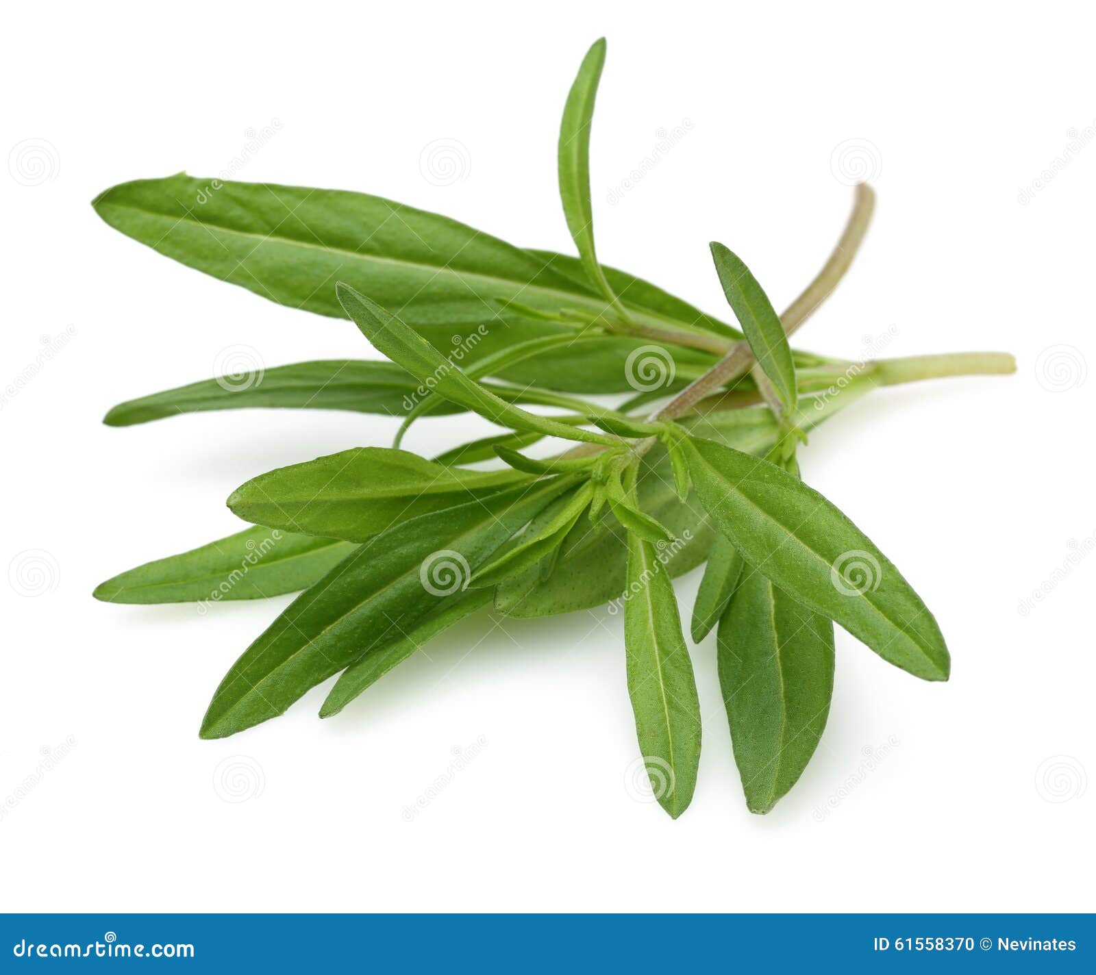 Fresh thyme branch stock photo. Image of cooking, seasoning 61558370