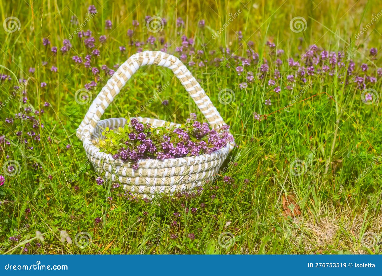 Fresh Thyme Collected in the Basket. Medical Herbs Stock Image Image