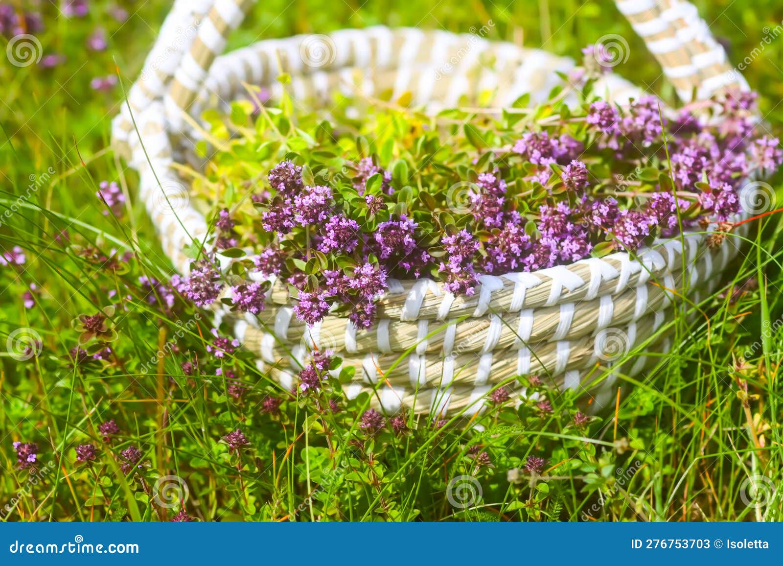 Fresh Thyme Collected in the Basket. Medical Herbs Stock Image Image