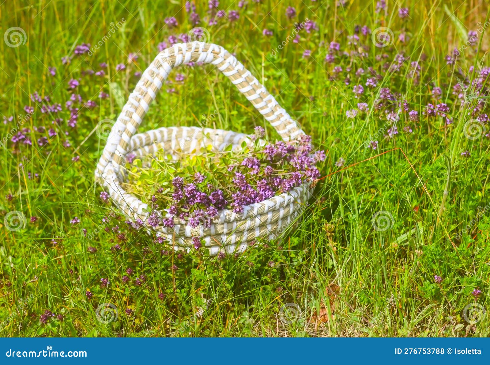 Fresh Thyme Collected in the Basket. Medical Herbs Stock Photo Image