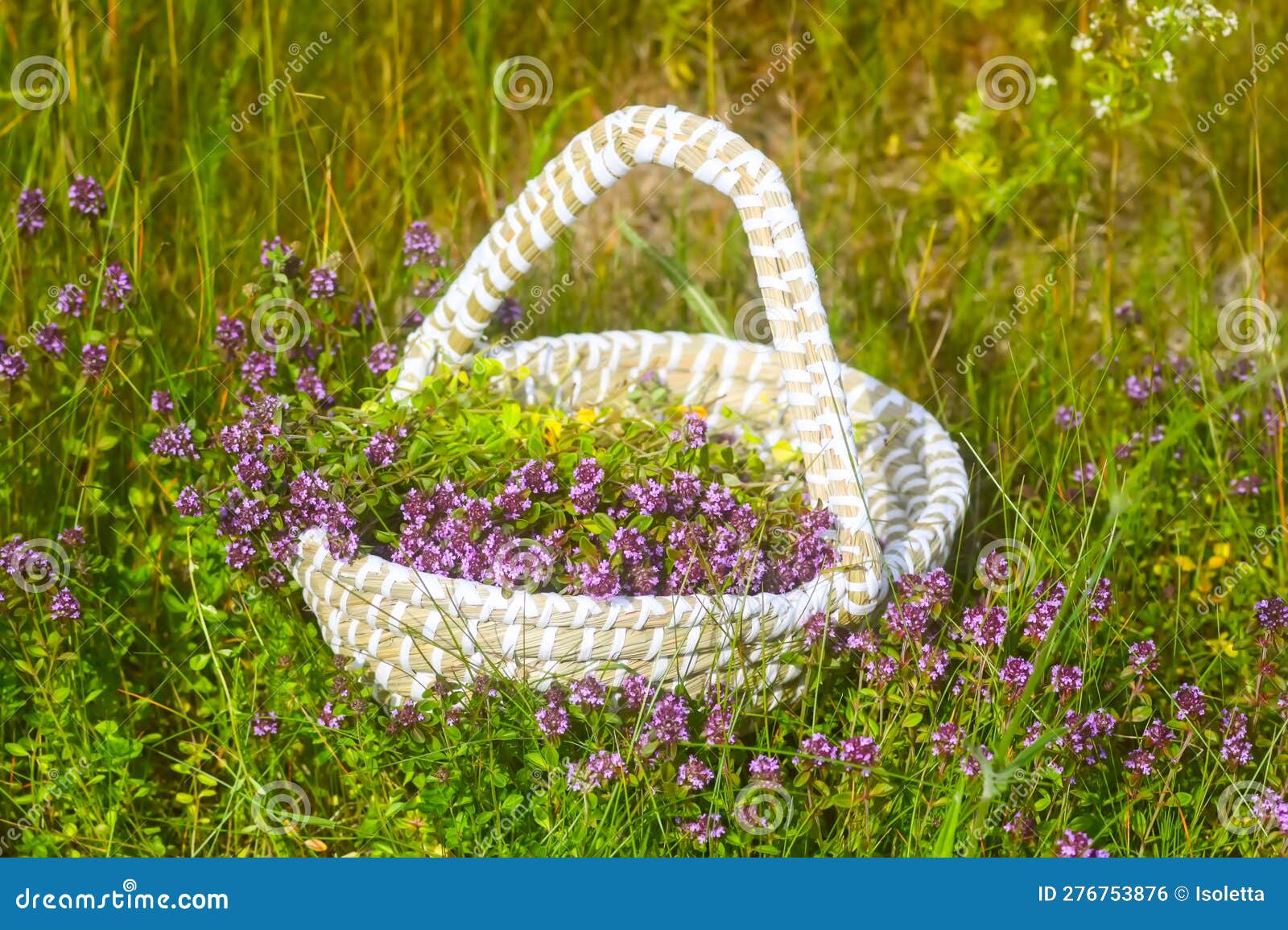 Fresh Thyme Collected in the Basket. Medical Herbs Stock Photo Image
