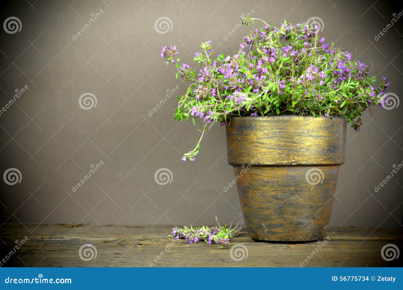 Fresh thyme flowers stock photo. Image of herb, kitchen 56775734