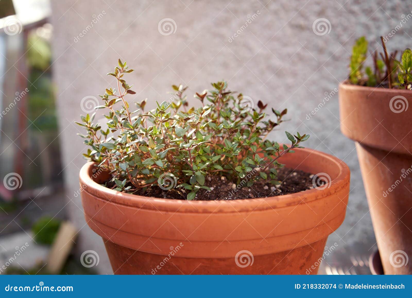Fresh Thyme Growing in a Flowerpot in a Garden Outdoors, in Spring