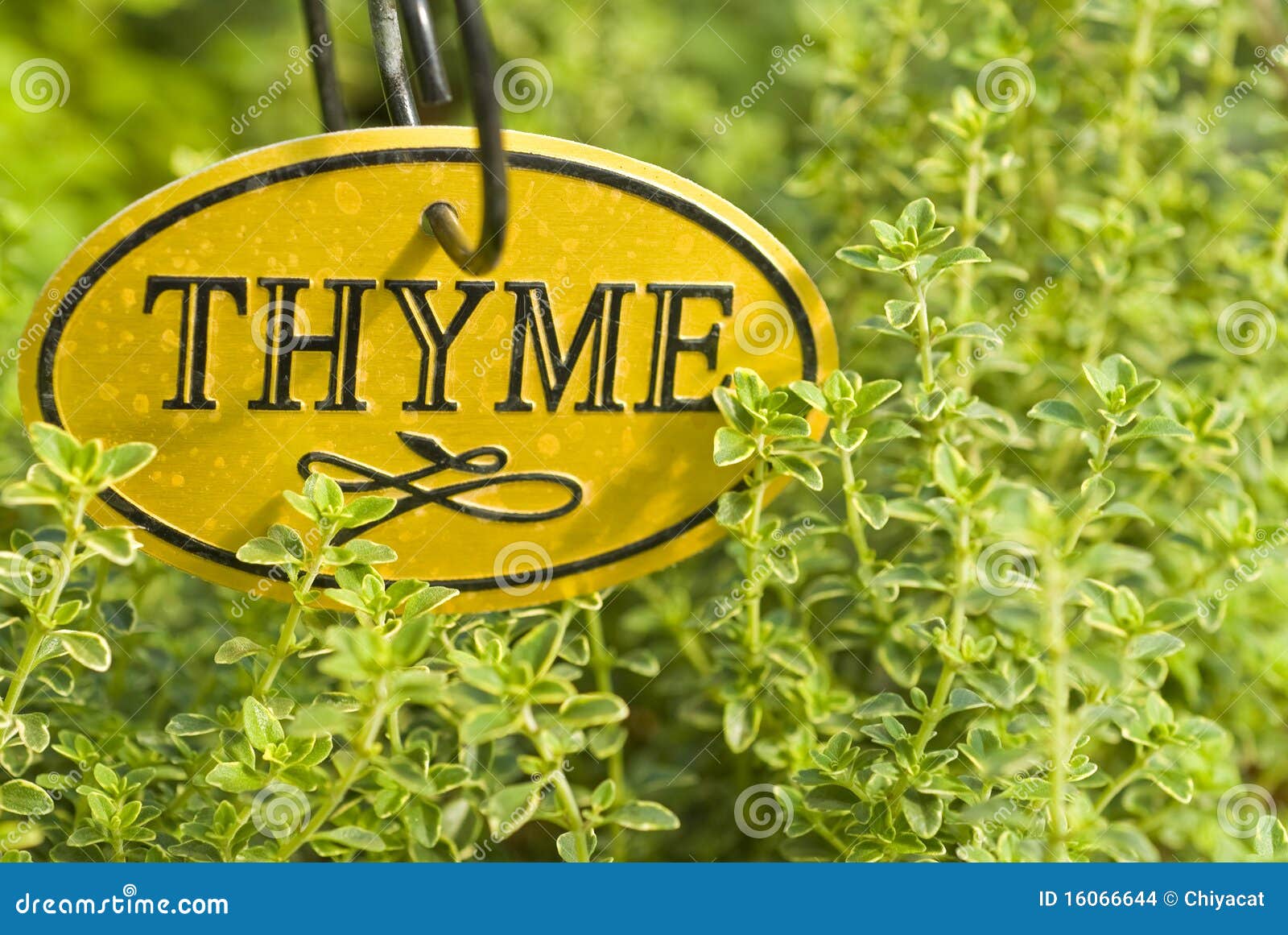 Fresh Thyme Herb Plant Close Up, Aromatic Perennial Evergreen Spice
