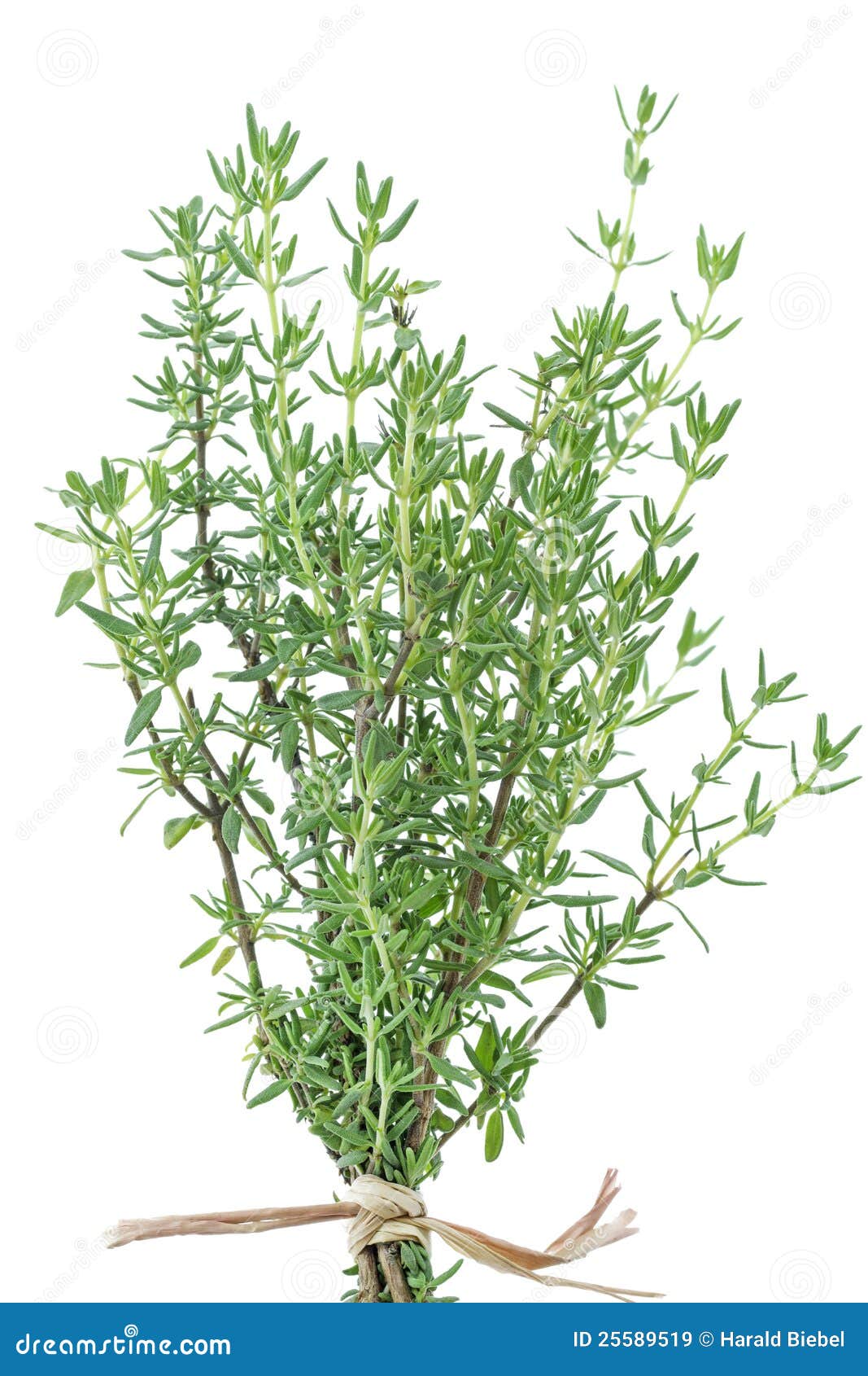 Fresh Thyme Herb Plant at Glenda Macon blog