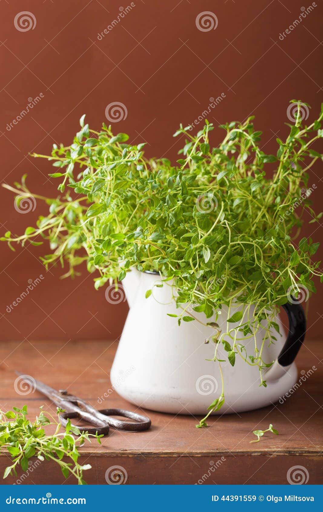 Fresh Thyme Herb in Enamel Pot Stock Image Image of herbal, seasoning