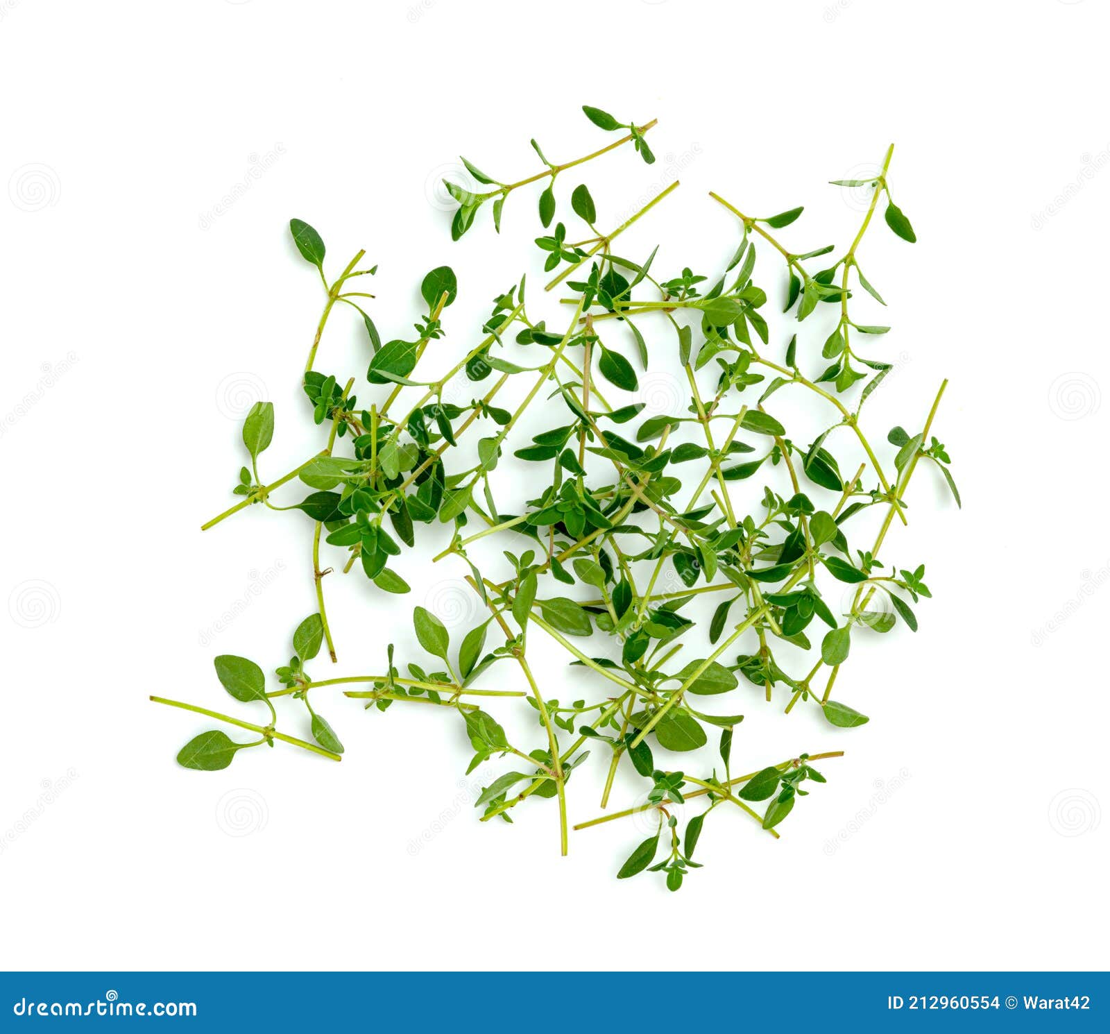 Fresh Thyme or Lemon Thyme Leaf Isolated on a White Background ,Green