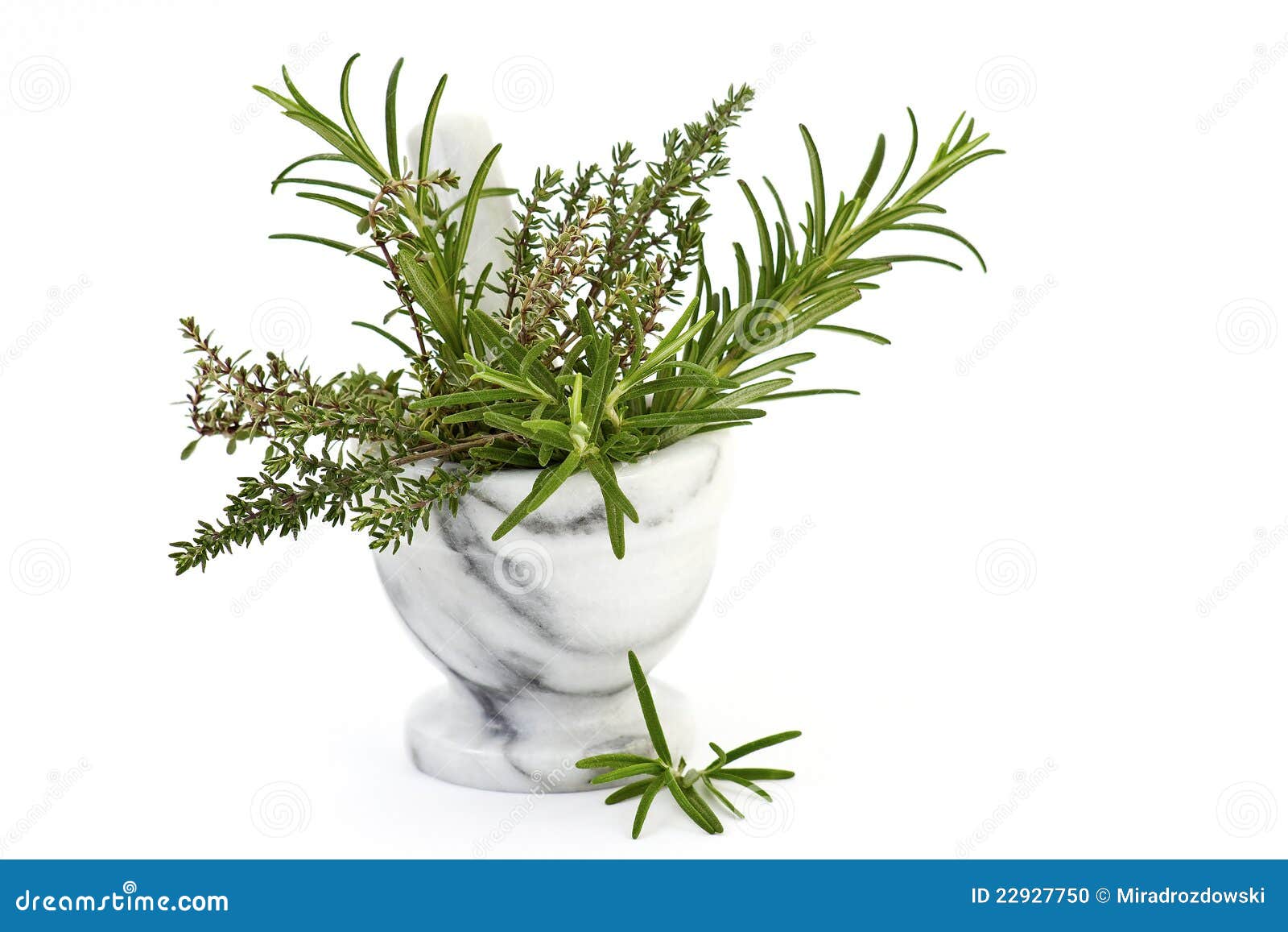 Fresh thyme and rosemary stock photo. Image of bunch 22927750