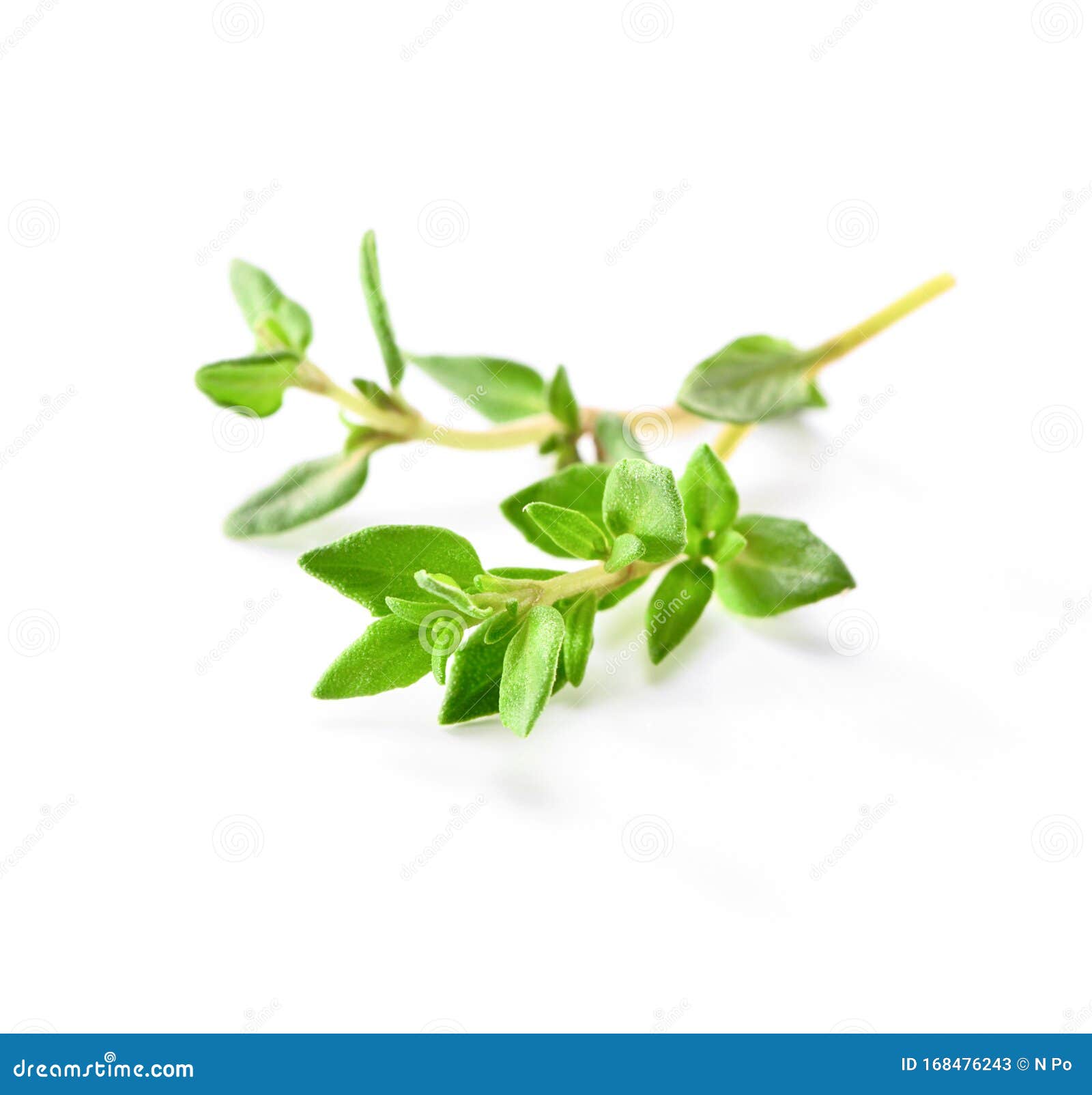 Fresh Thyme Sprig Closeup Isolated on White Background Stock Image