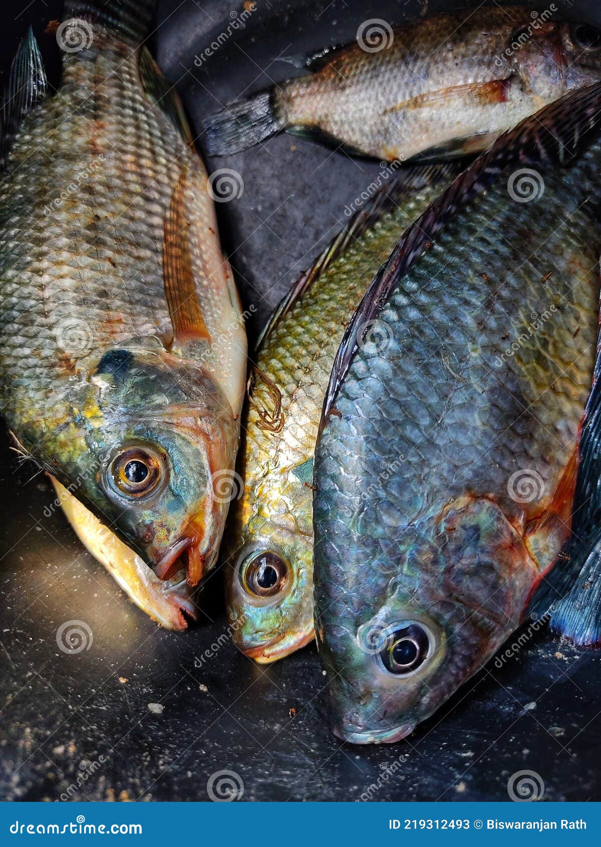 Fresh Tilapia Fish in Basket after Harvest Stock Image Image of landscape, aquatic 219312493