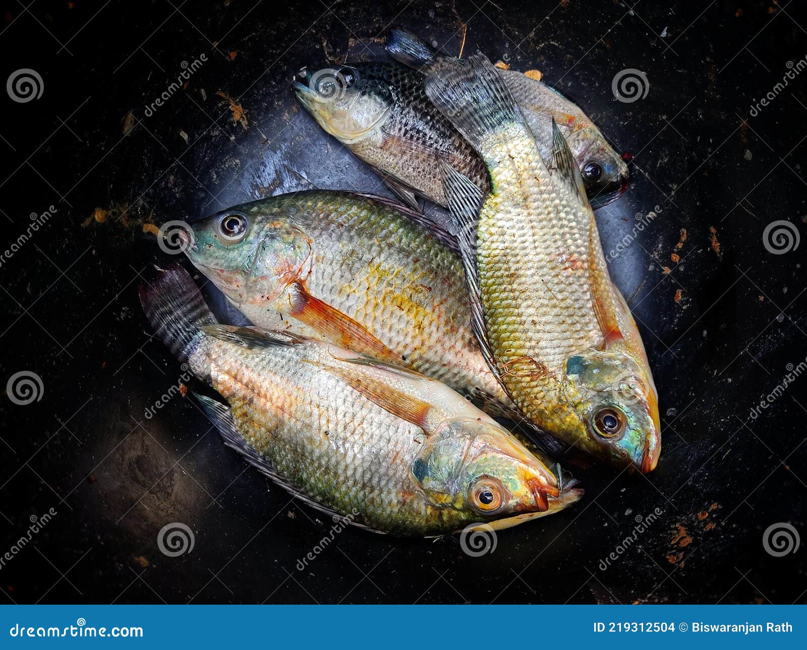 Fresh Tilapia Fish in Basket after Harvest Stock Photo Image of background, lake 219312504