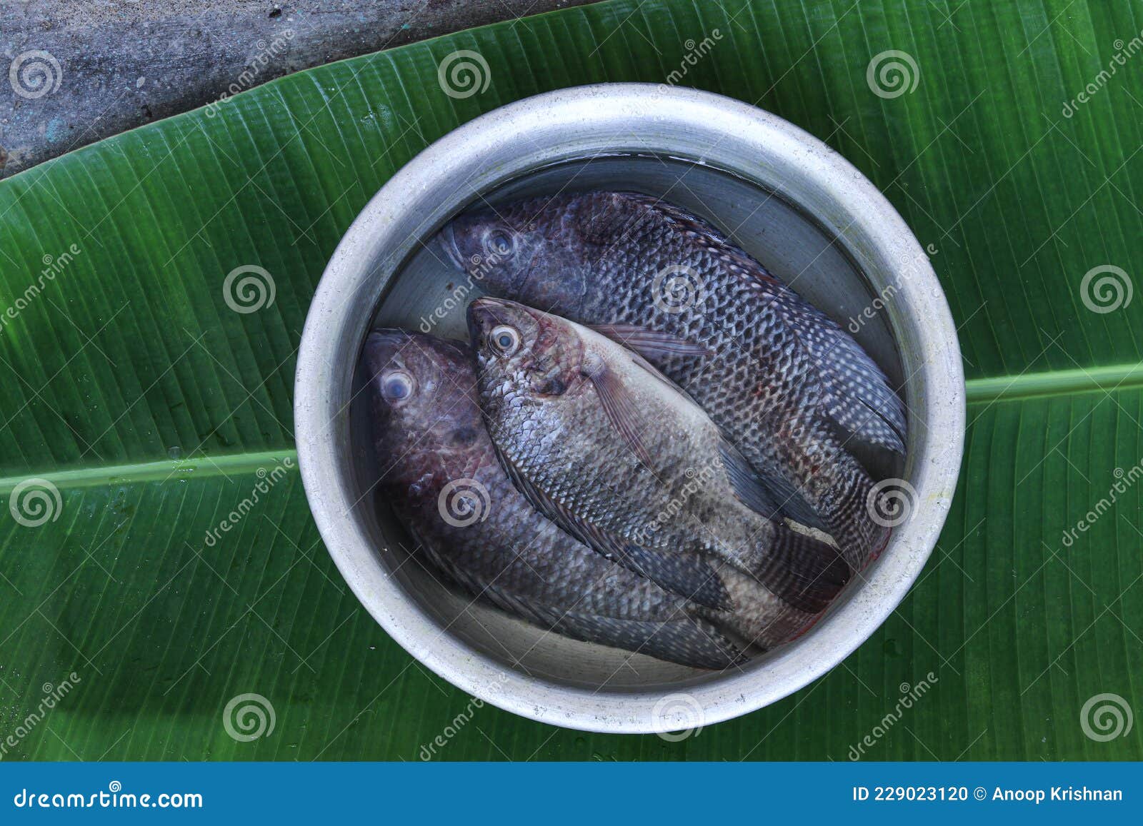 fresh tilapia fish