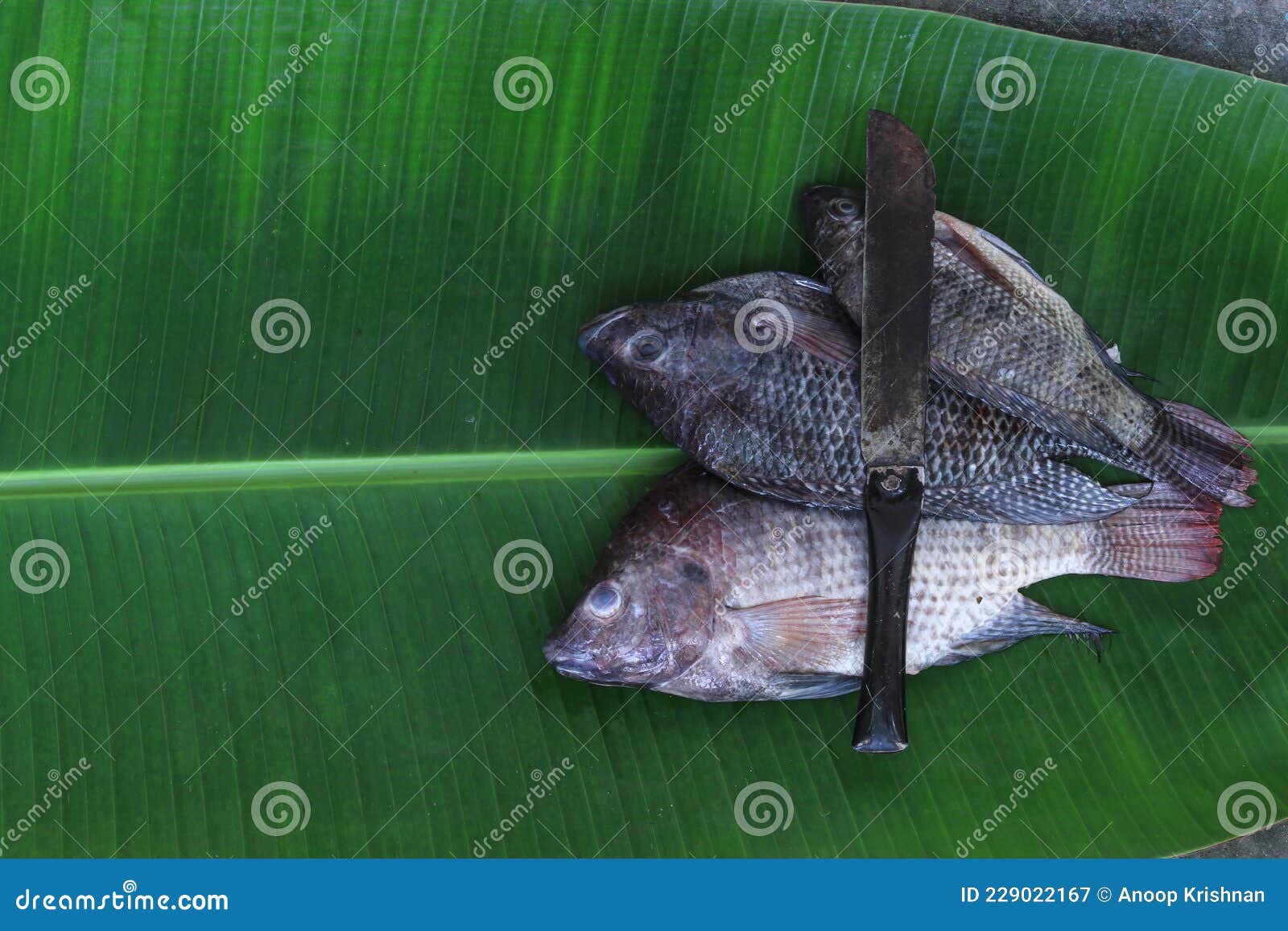 fresh tilapia fish