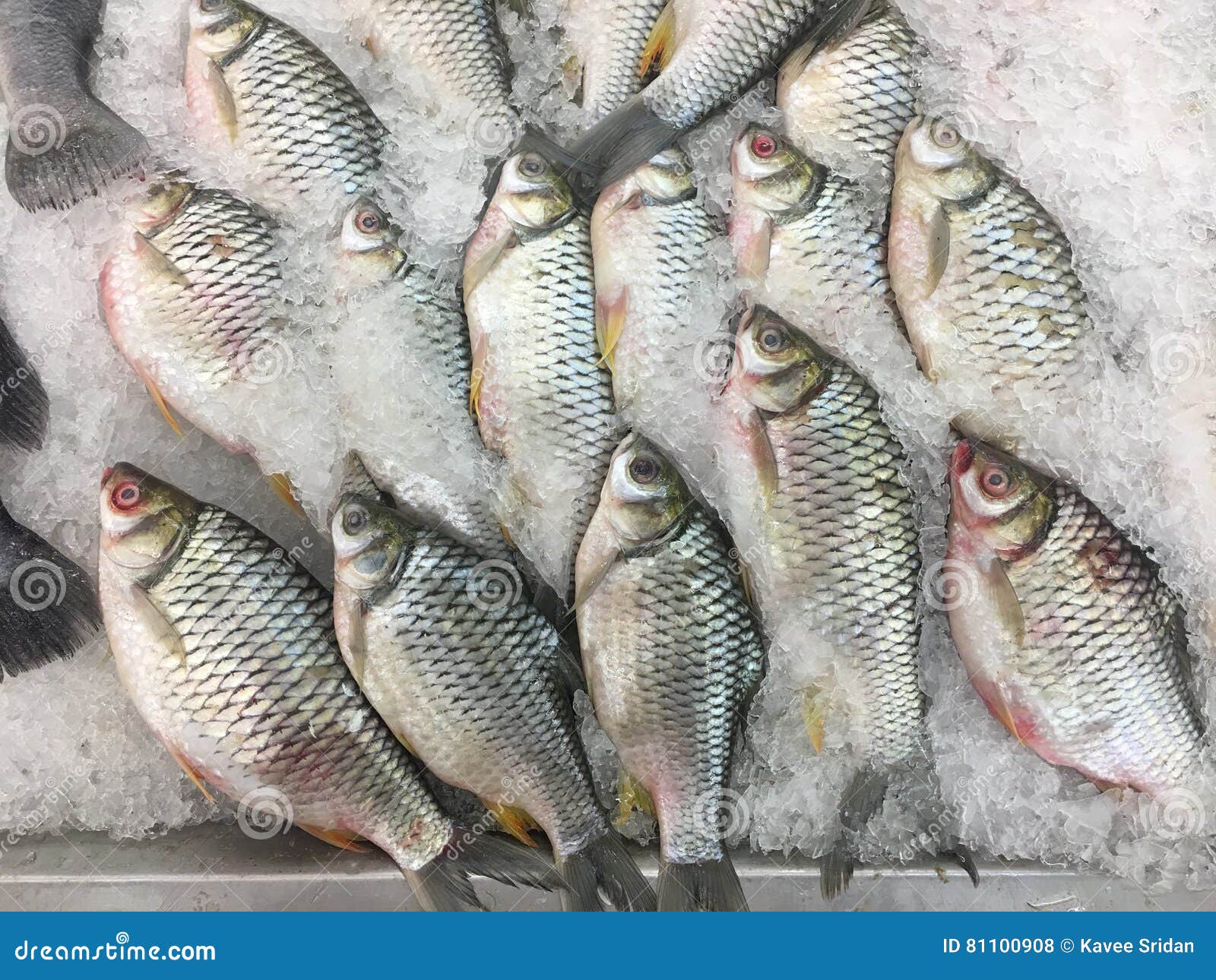 Fresh Tilapia Floating Basket Stock Photos Free & RoyaltyFree Stock Photos from Dreamstime
