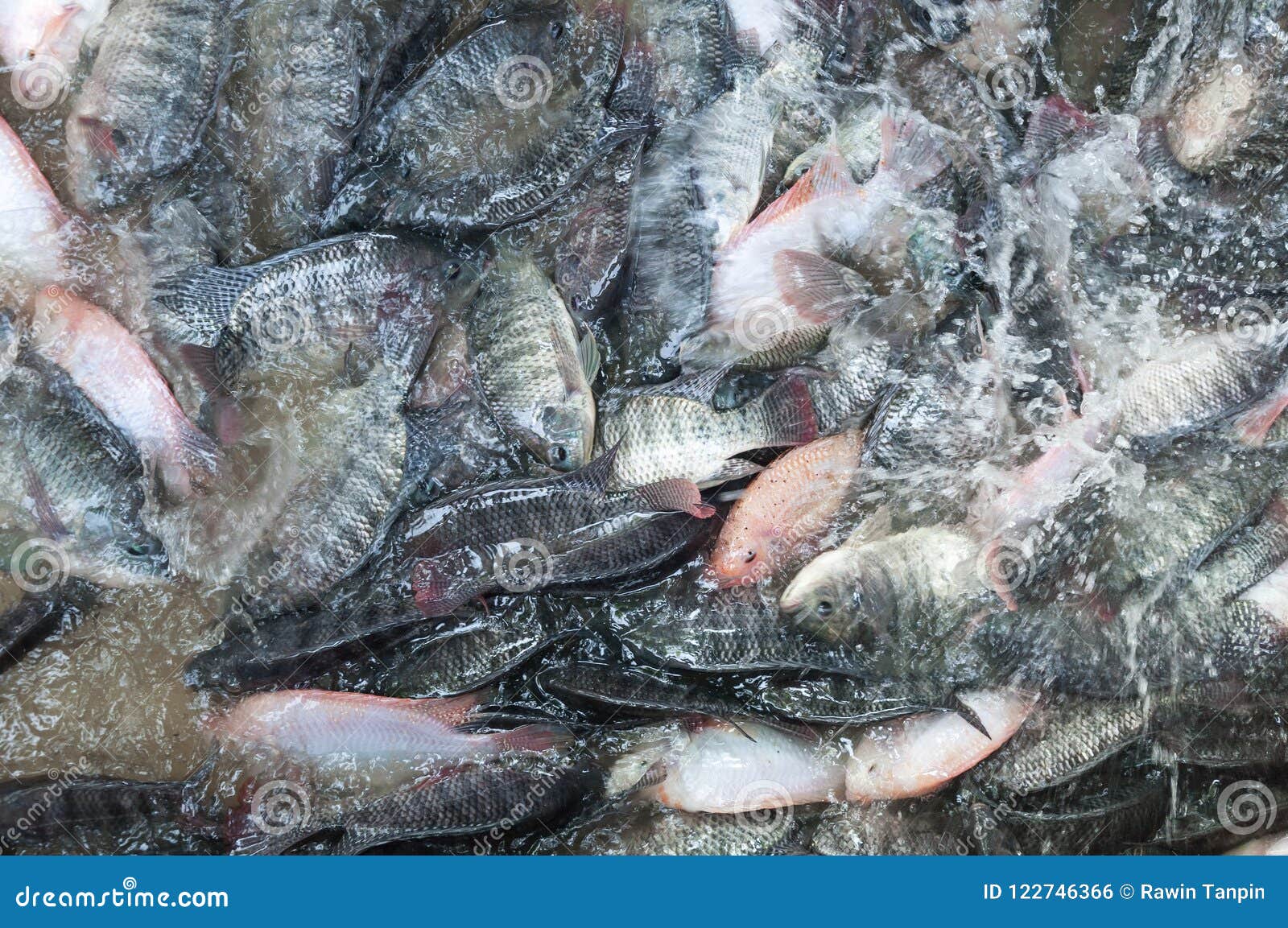 Fresh Tilapia and Red Tilapia in Water Farm,fish in the Cage Stock