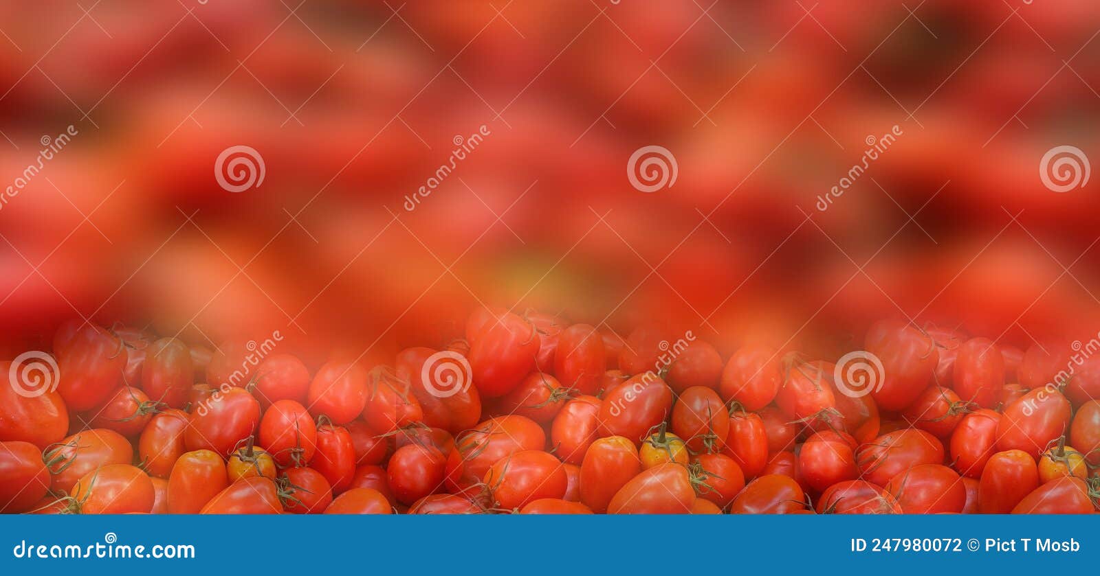 fresh tomate