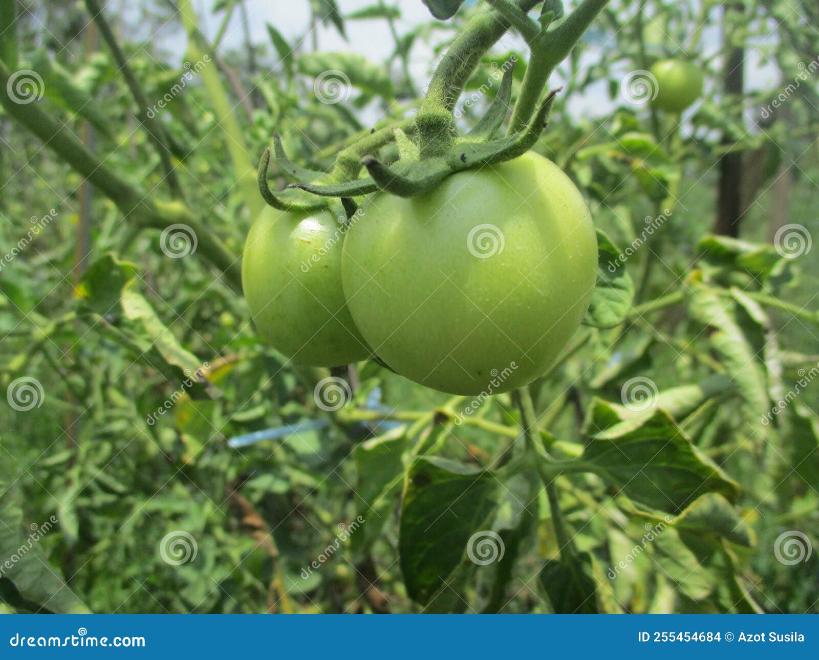 Fresh Tomato Fruit and Vegetable Plants are Still on the Tree Stock