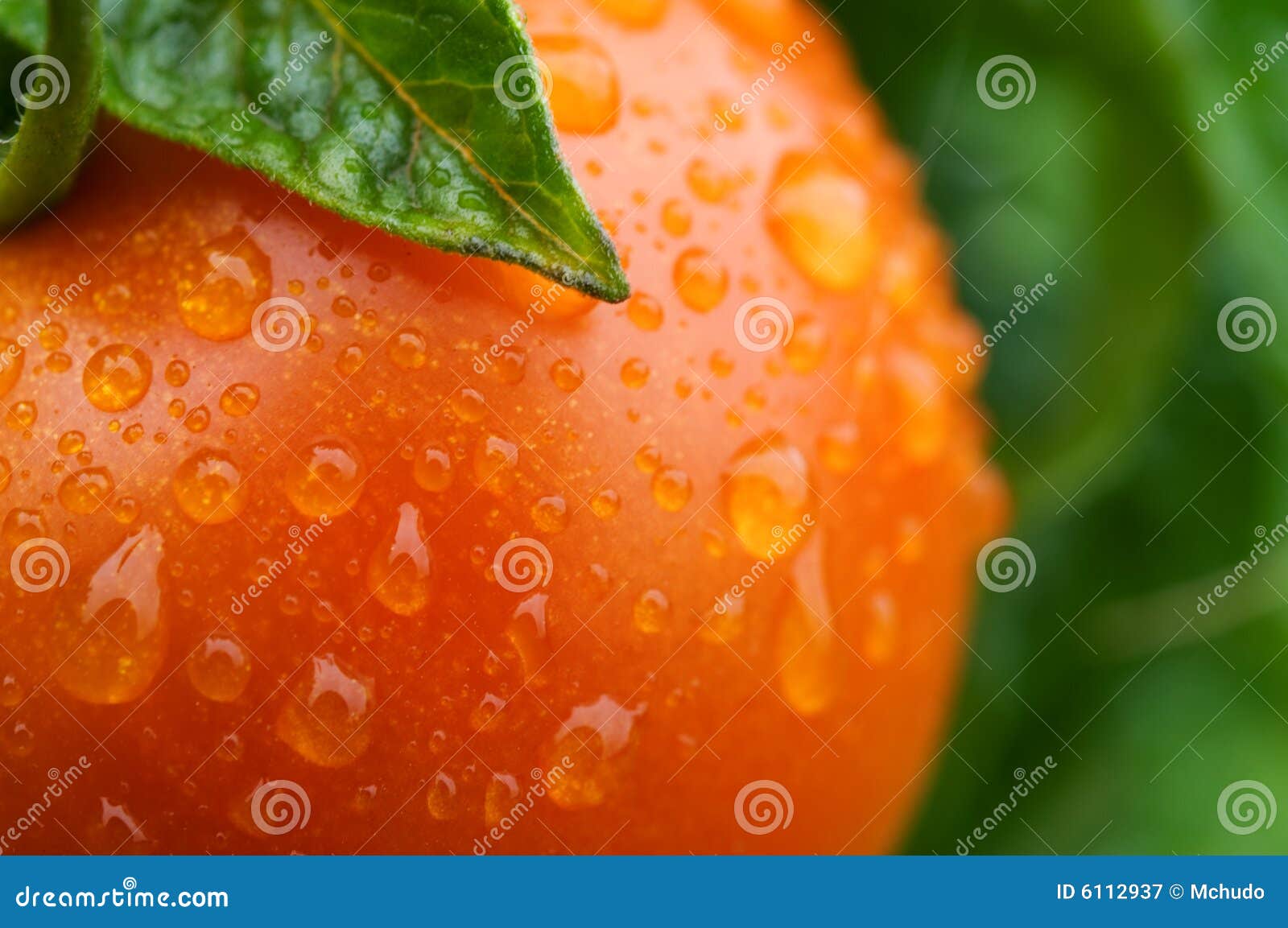 Fresh tomato in garden stock image. Image of eating, rain 6112937