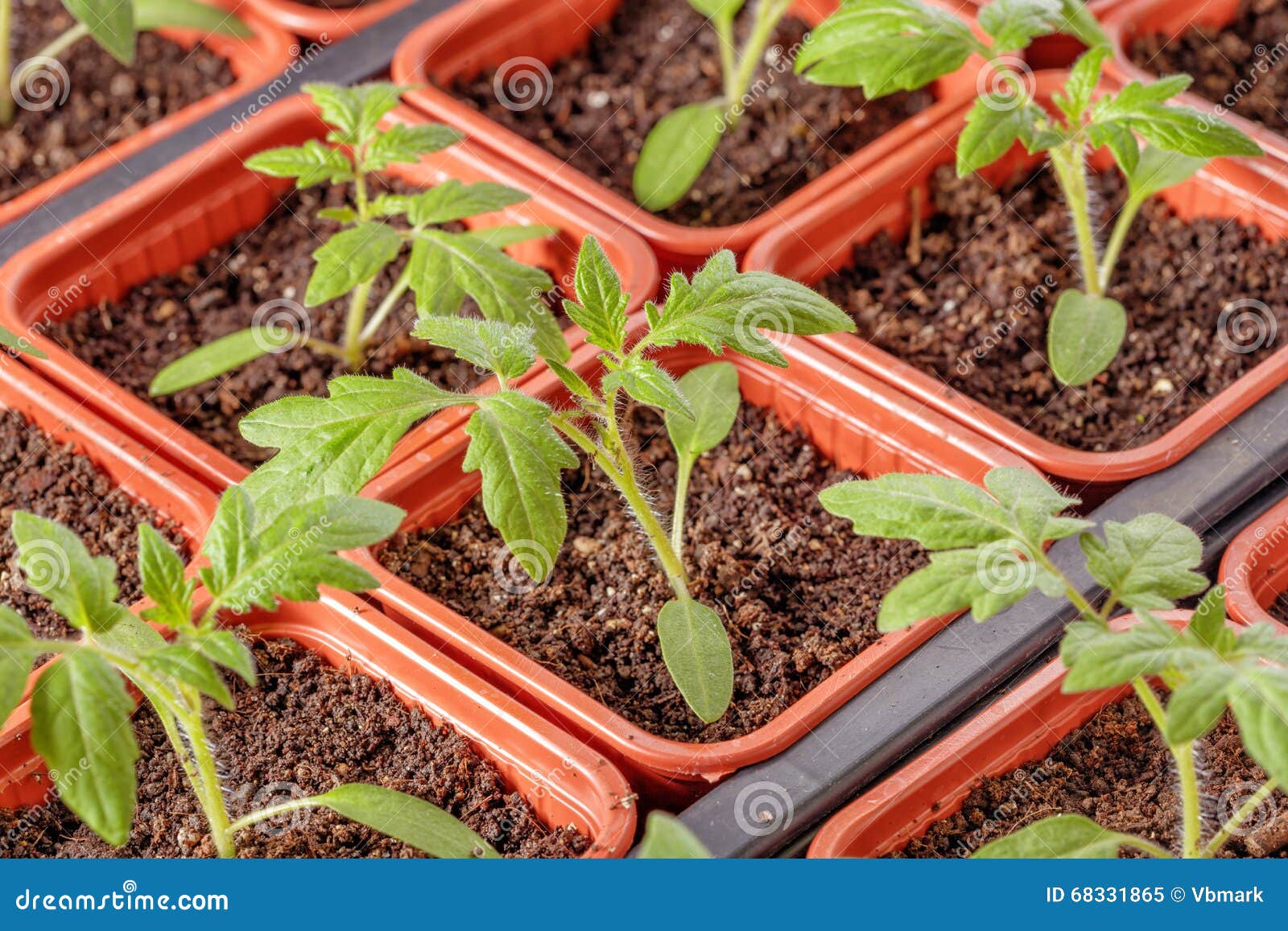 fresh tomato seedling