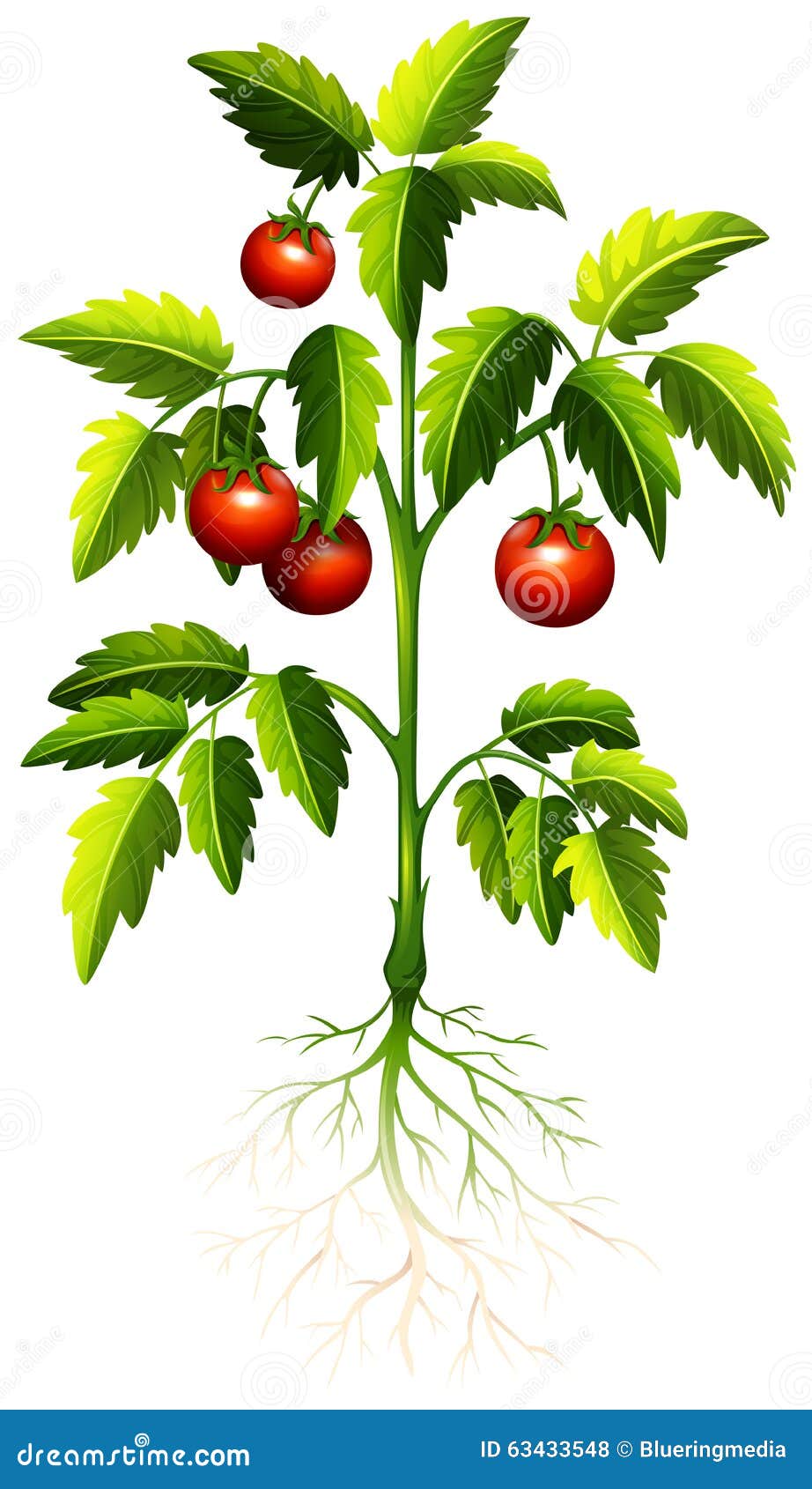 Fresh tomato on the tree stock vector. Illustration of food 63433548