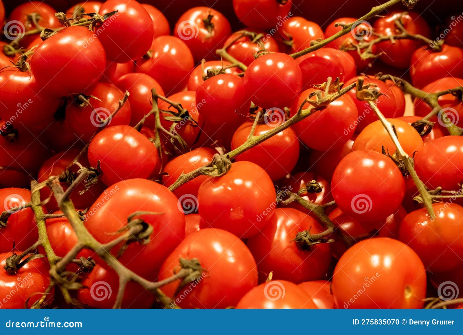 Fresh Tomatoes from the Harvest Stock Photo Image of shopping, health